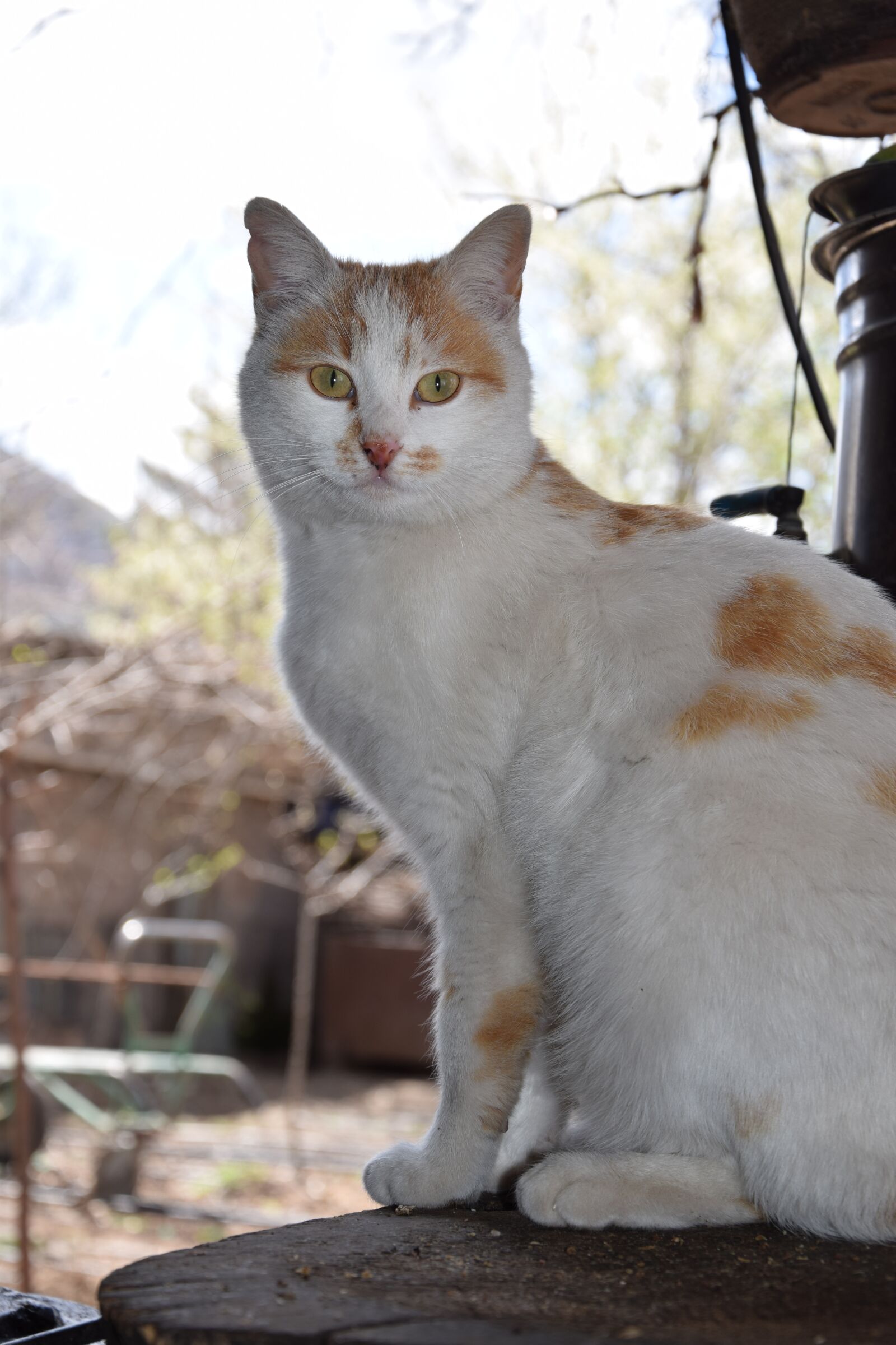 Nikon D3300 sample photo. Animals, cat, cute photography