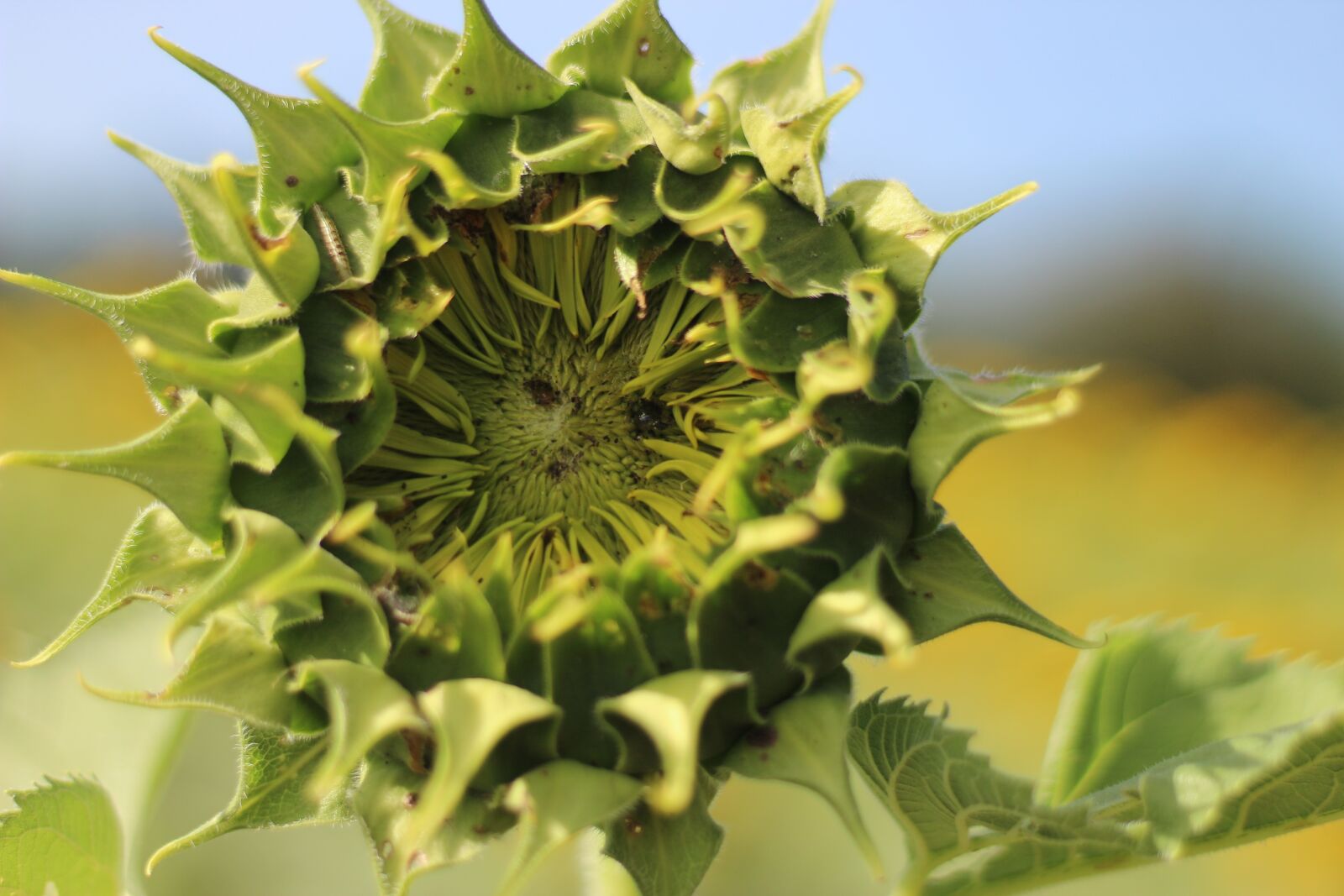 Canon EOS 1300D (EOS Rebel T6 / EOS Kiss X80) + Canon EF 50mm F1.8 STM sample photo. Sunflower, flowers, yellow photography