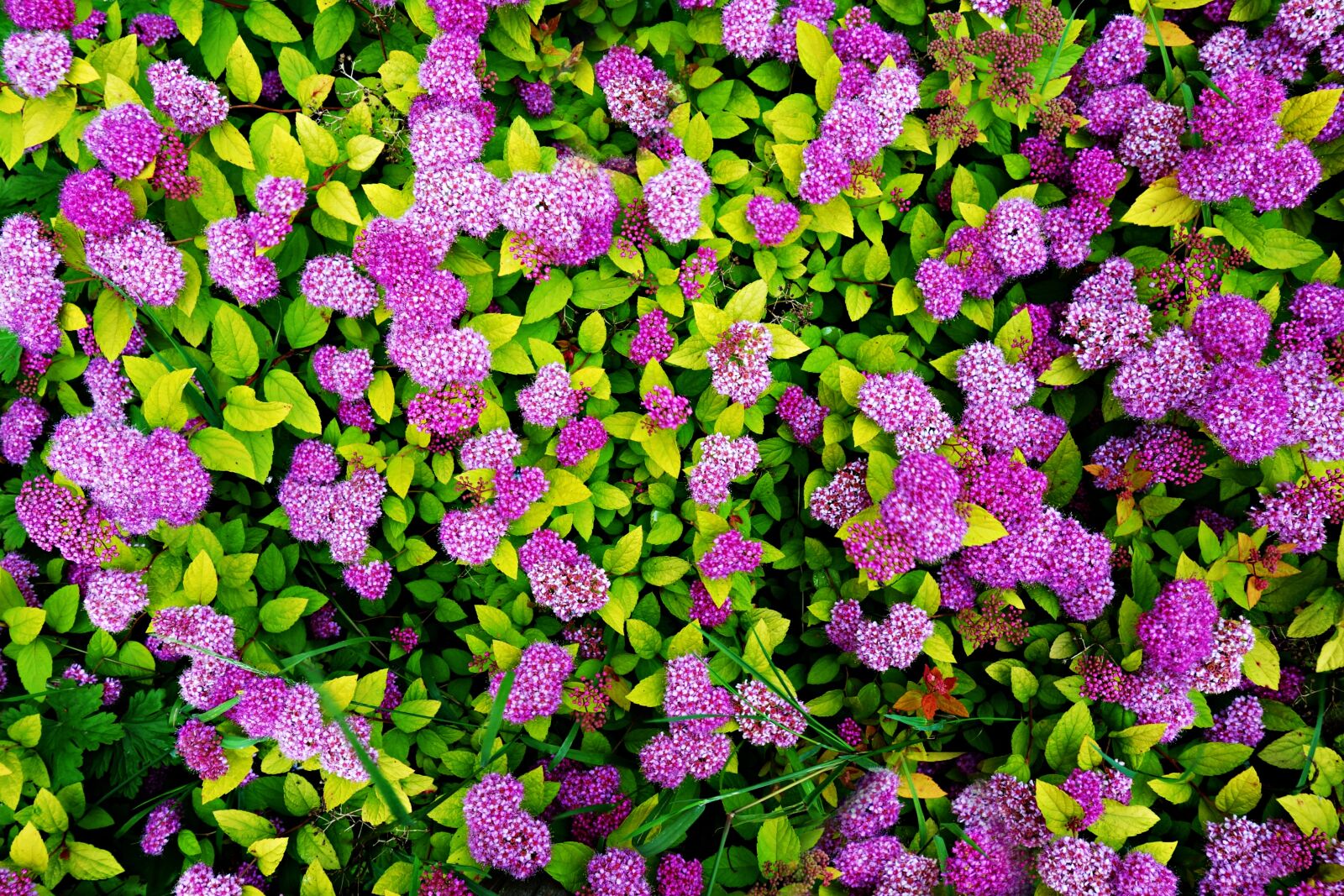 Sony Cyber-shot DSC-RX100 sample photo. Sedum, flower, purple photography