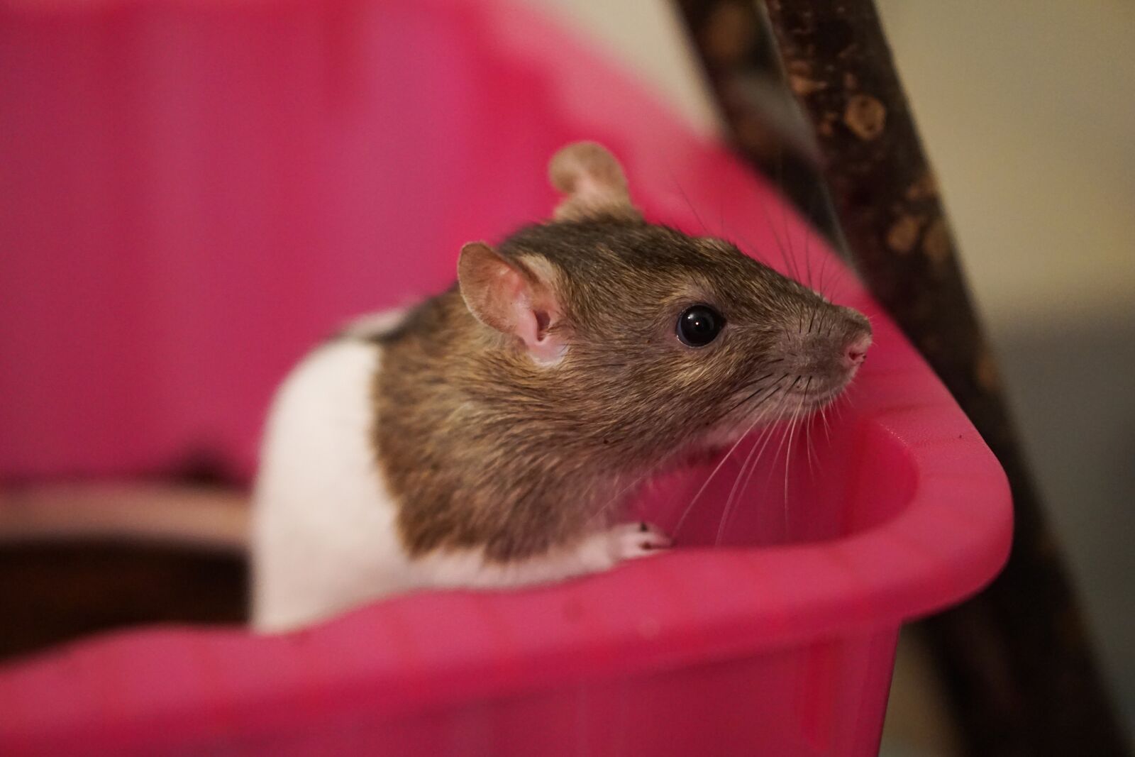E 50mm F1.8 OSS sample photo. Rat, color rats, sweet photography