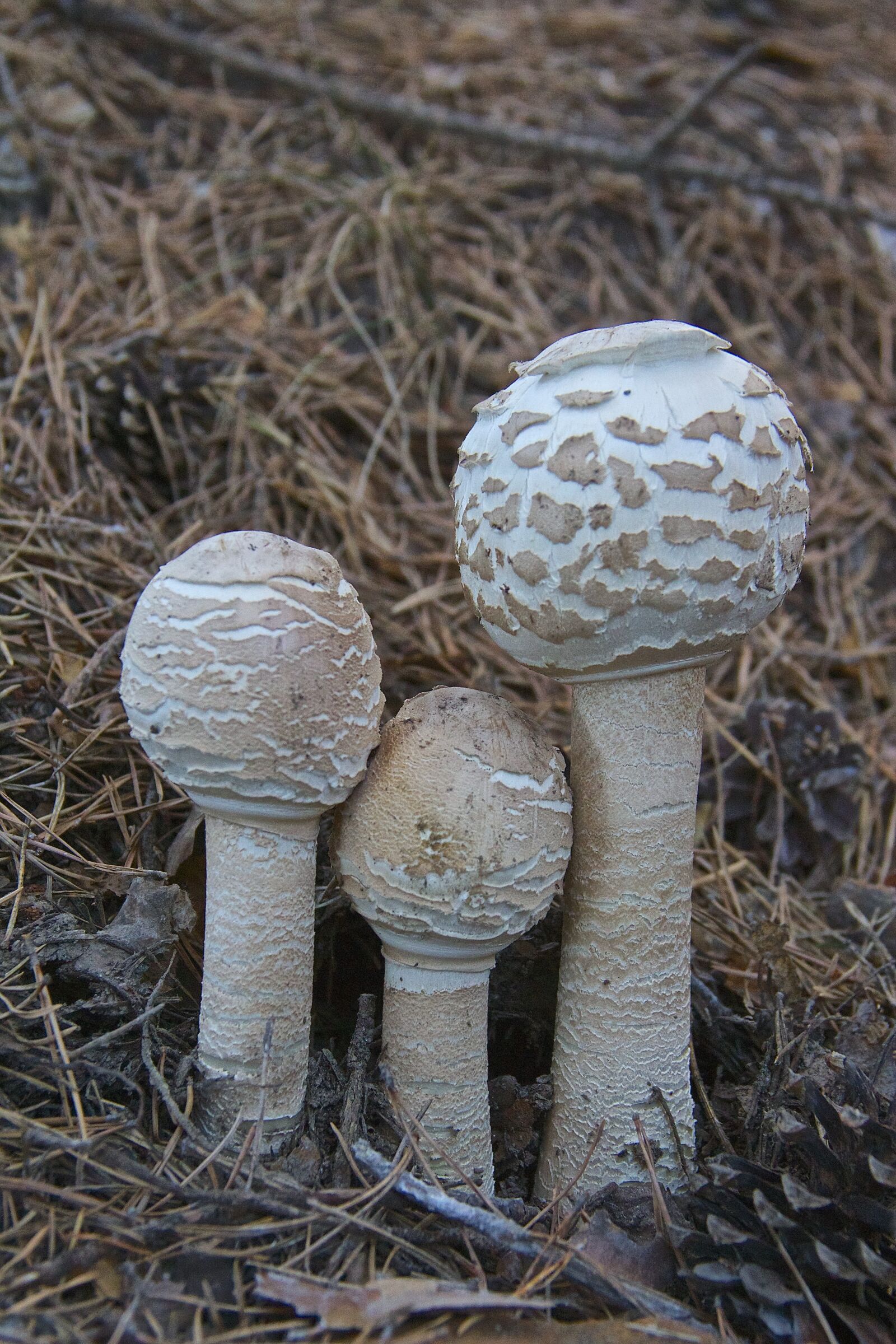 Canon EOS 550D (EOS Rebel T2i / EOS Kiss X4) sample photo. Mushroom, macrolepiota, fungi photography
