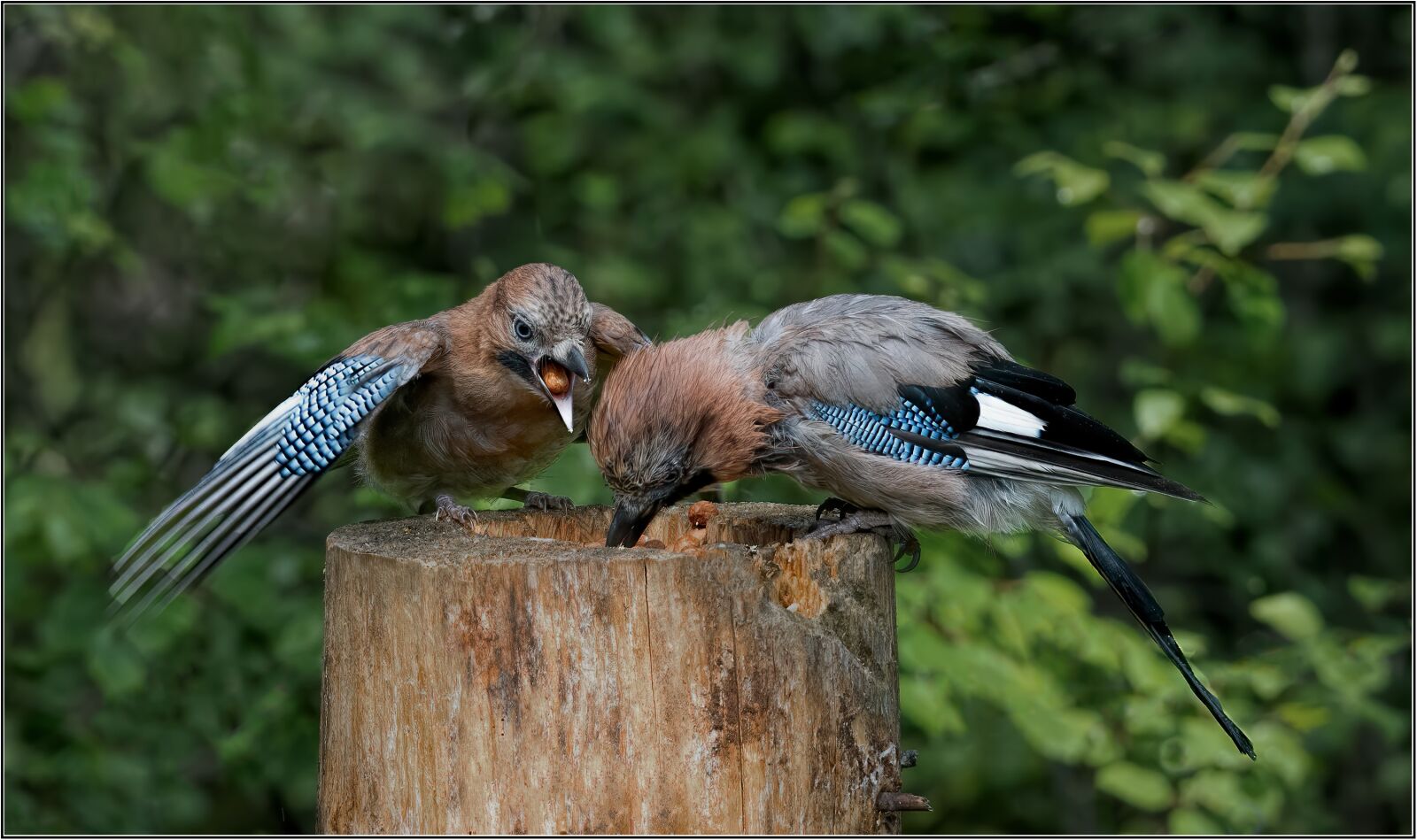 Nikon D5200 sample photo. Jay, birds, nature photography