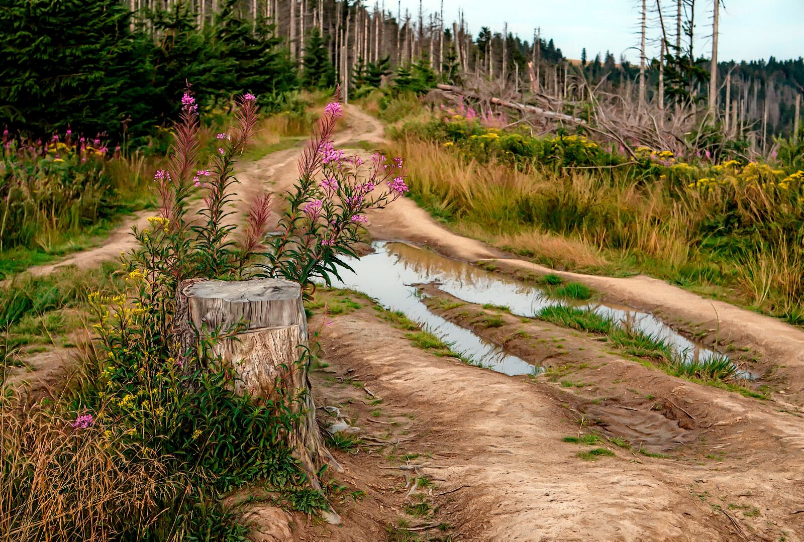 Nikon D7000 sample photo. Way, mountains, nature photography