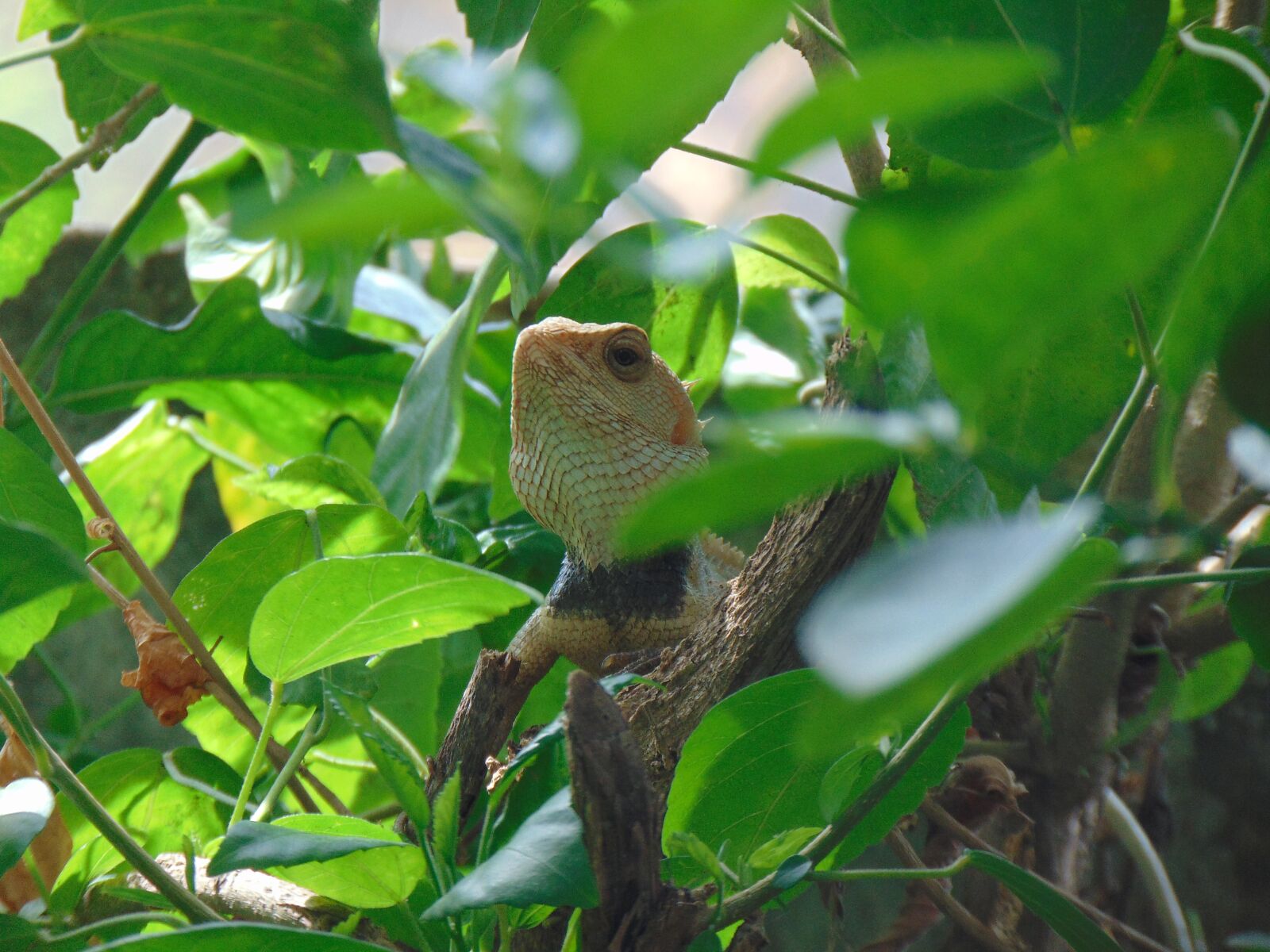Sony Cyber-shot DSC-H300 sample photo. Indian garden lizard, green photography