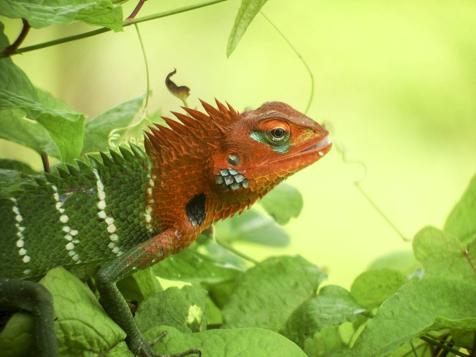 Fujifilm FinePix S1 sample photo. Sri lanka, lizard, nature photography