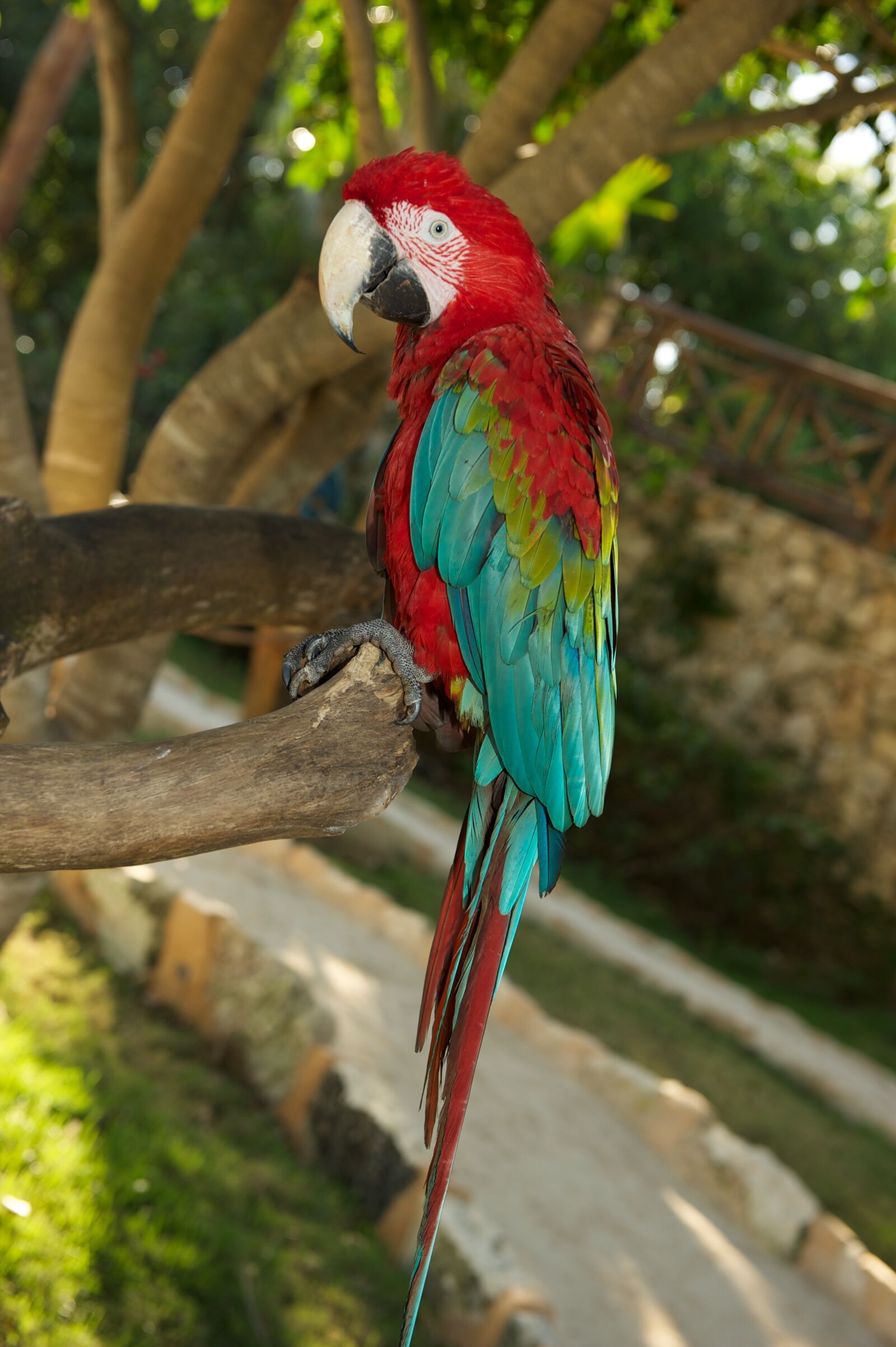 Nikon D700 sample photo. Parrot, bird, red photography