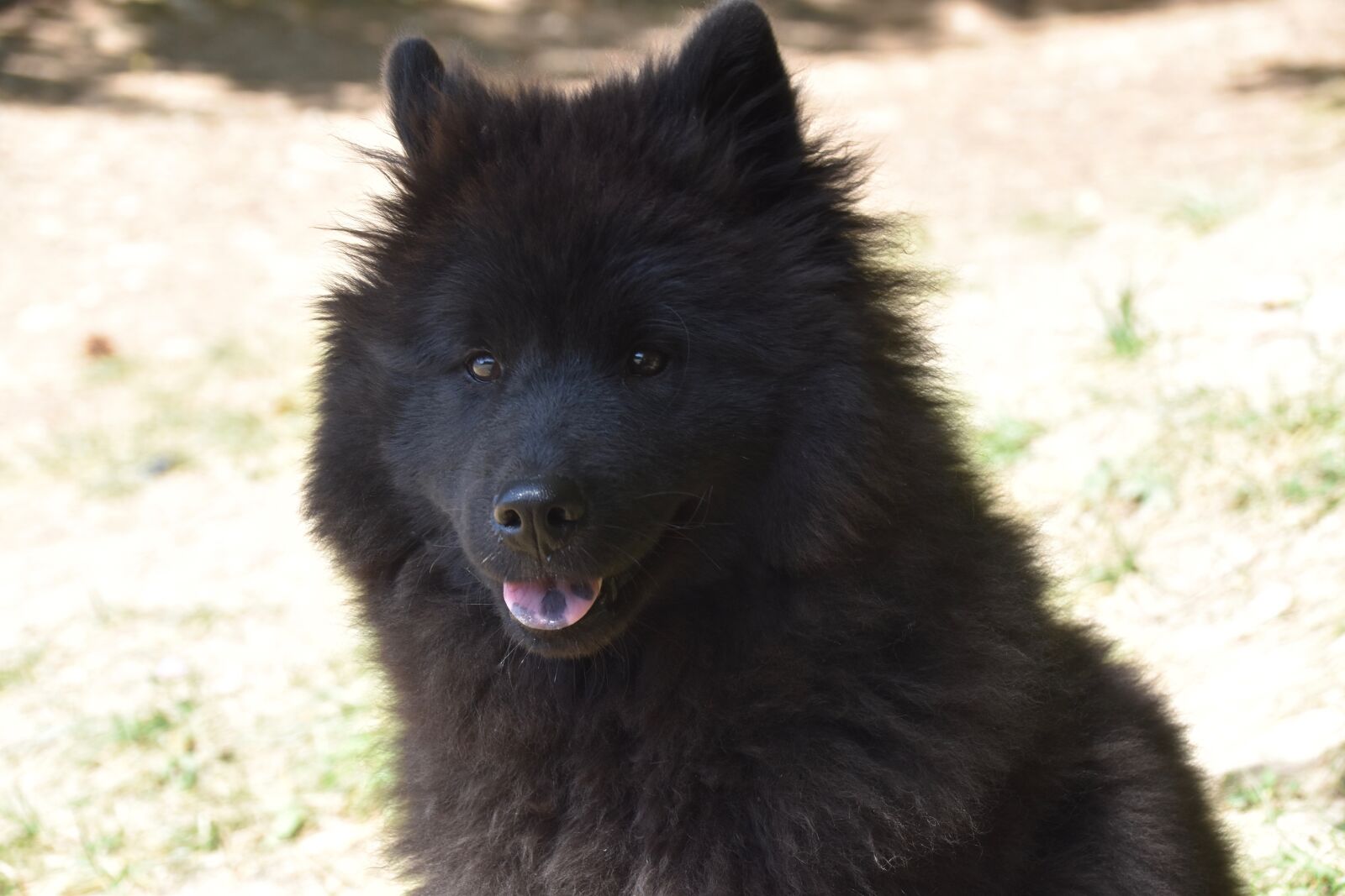Nikon D5600 sample photo. Dog, dog eurasier, female photography