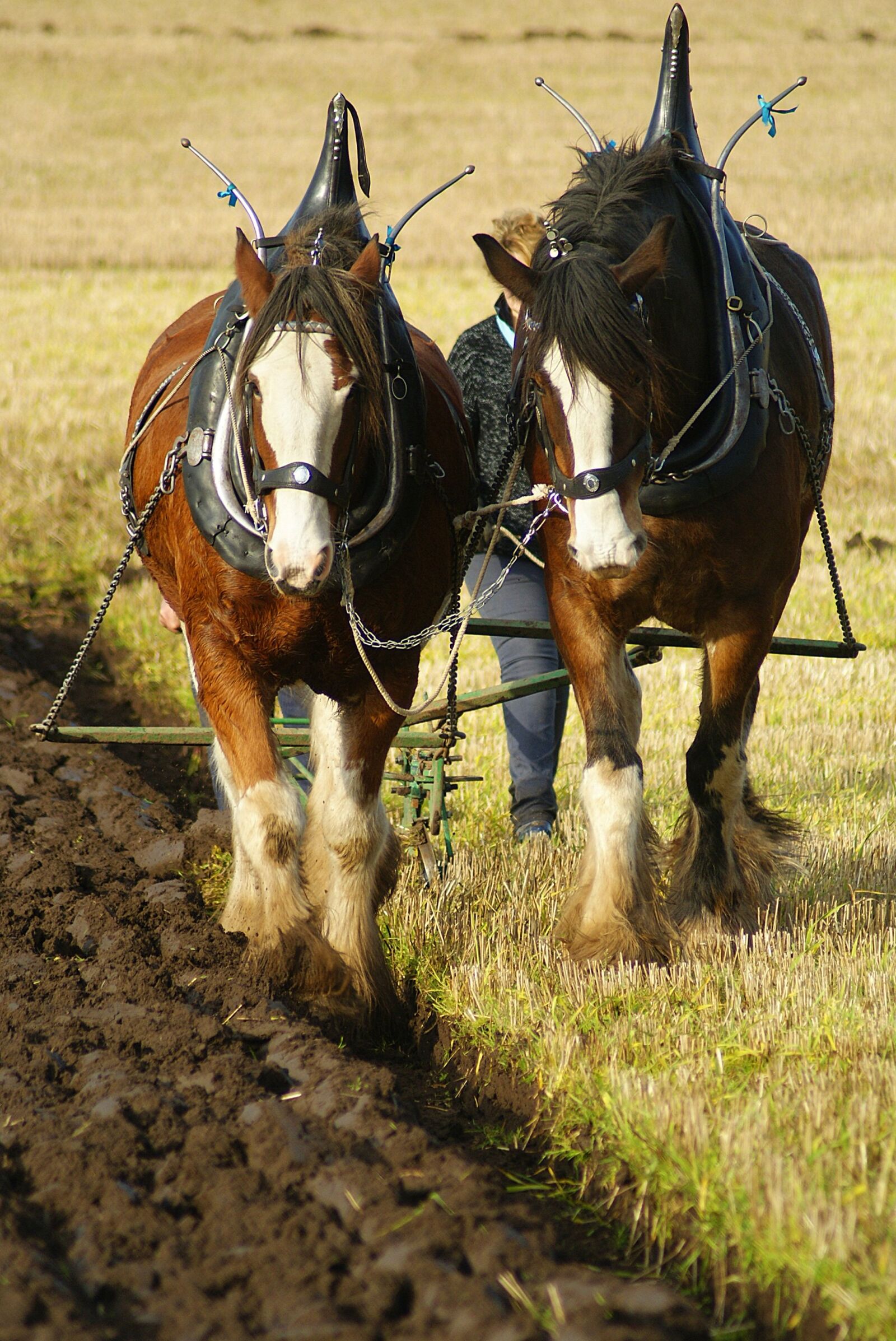 Sony Alpha DSLR-A200 sample photo. Ploughing, horse, field photography