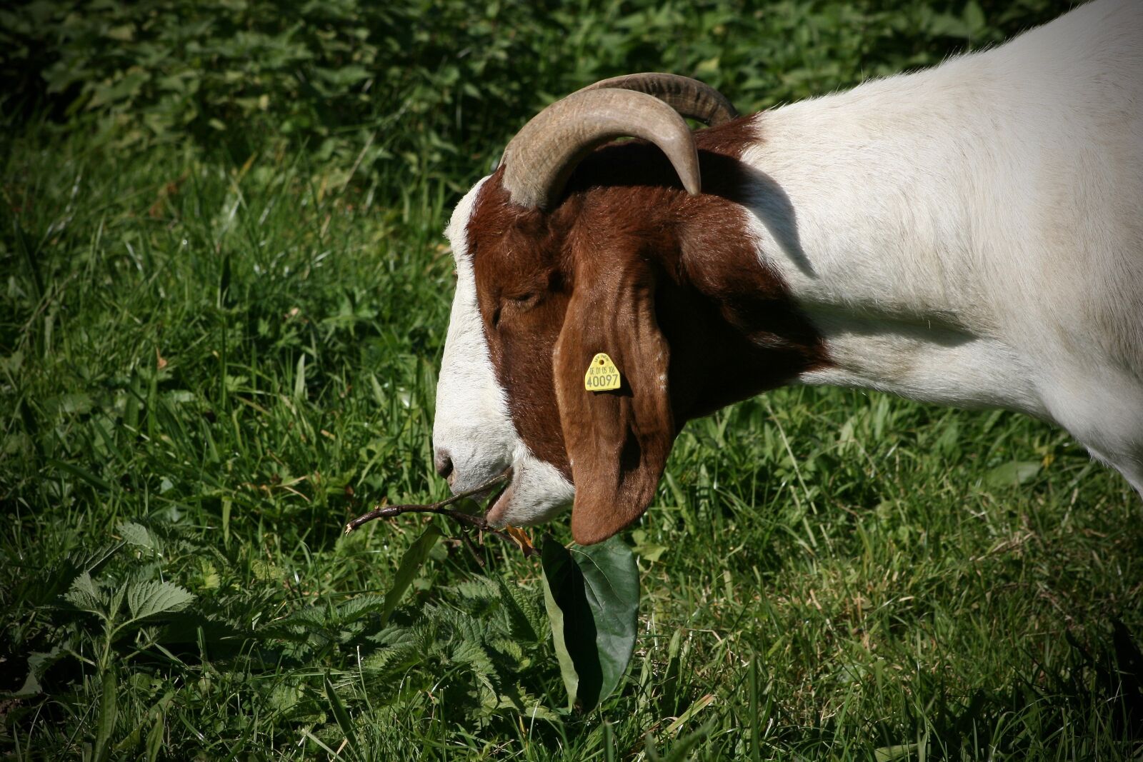 Canon EOS 400D (EOS Digital Rebel XTi / EOS Kiss Digital X) sample photo. Goat, pet, livestock photography
