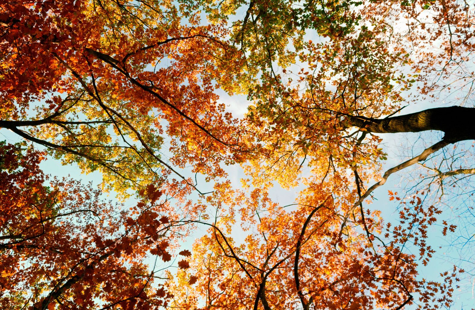 Nikon D3100 sample photo. Landscape, autumn, trees photography