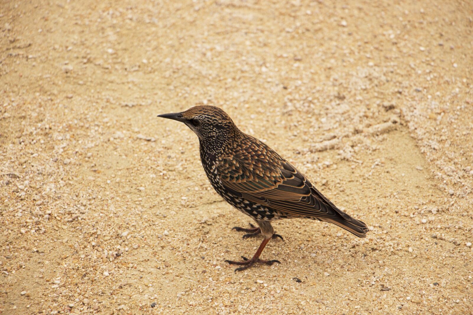 Canon EOS 700D (EOS Rebel T5i / EOS Kiss X7i) sample photo. Bird, small, wildlife photography