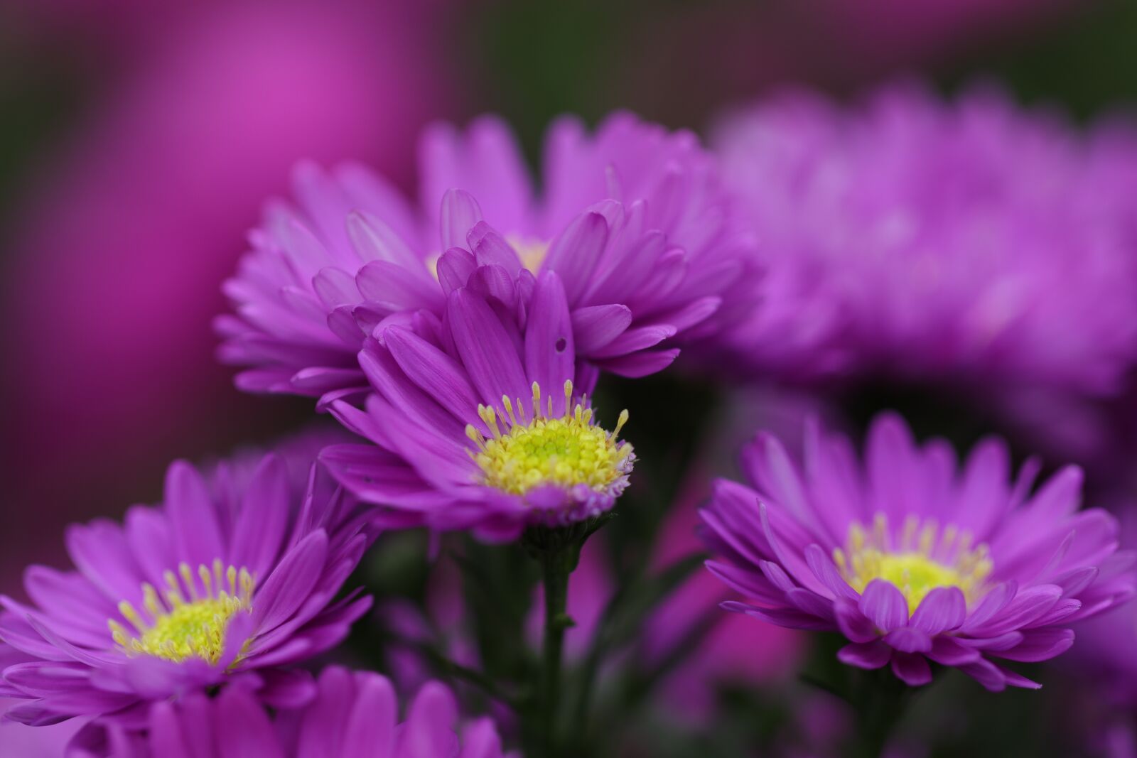 Canon EF 100mm F2.8L Macro IS USM sample photo. Aster, flowers, autumn photography