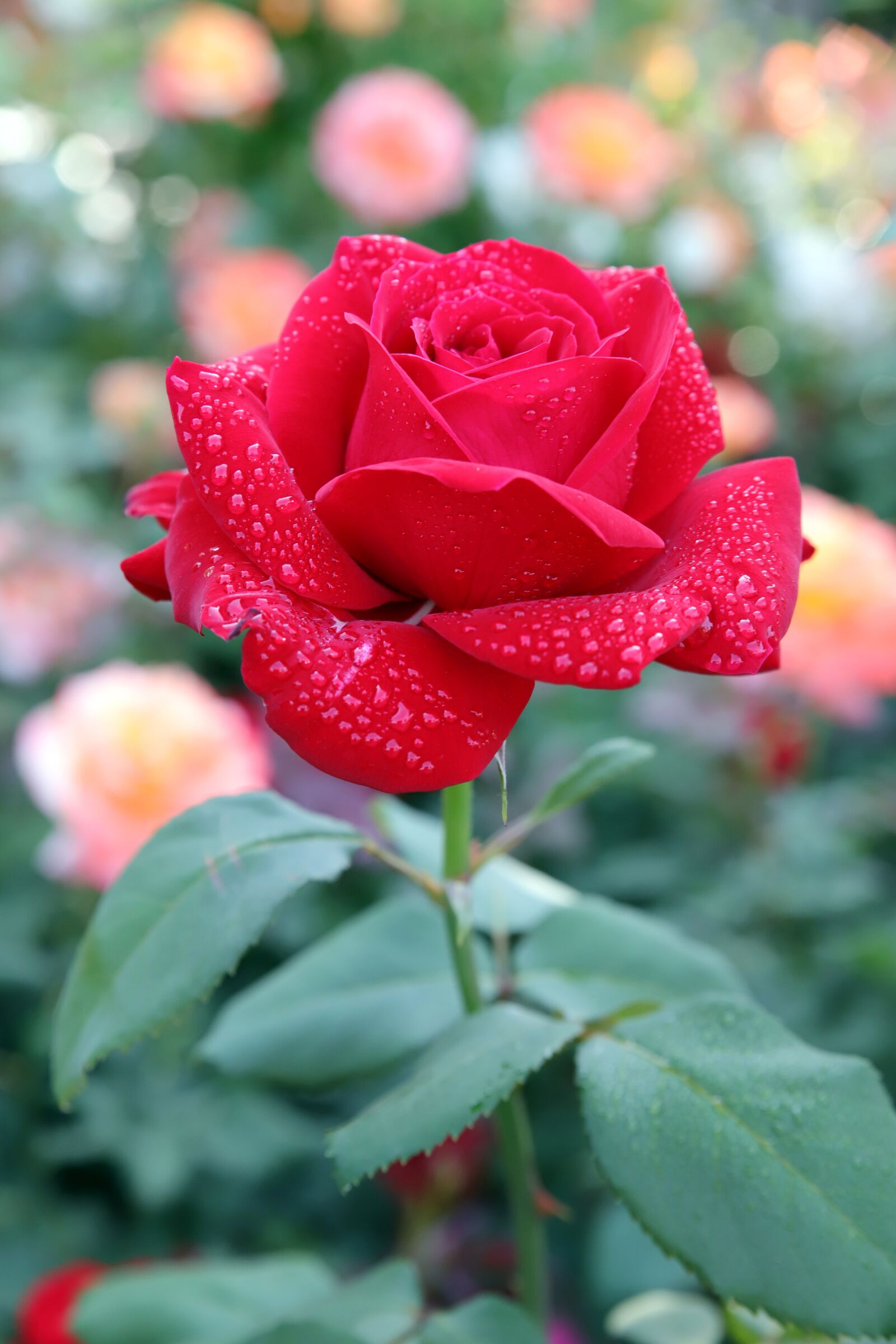 Canon EOS 6D Mark II sample photo. Rose, petal, flowers photography
