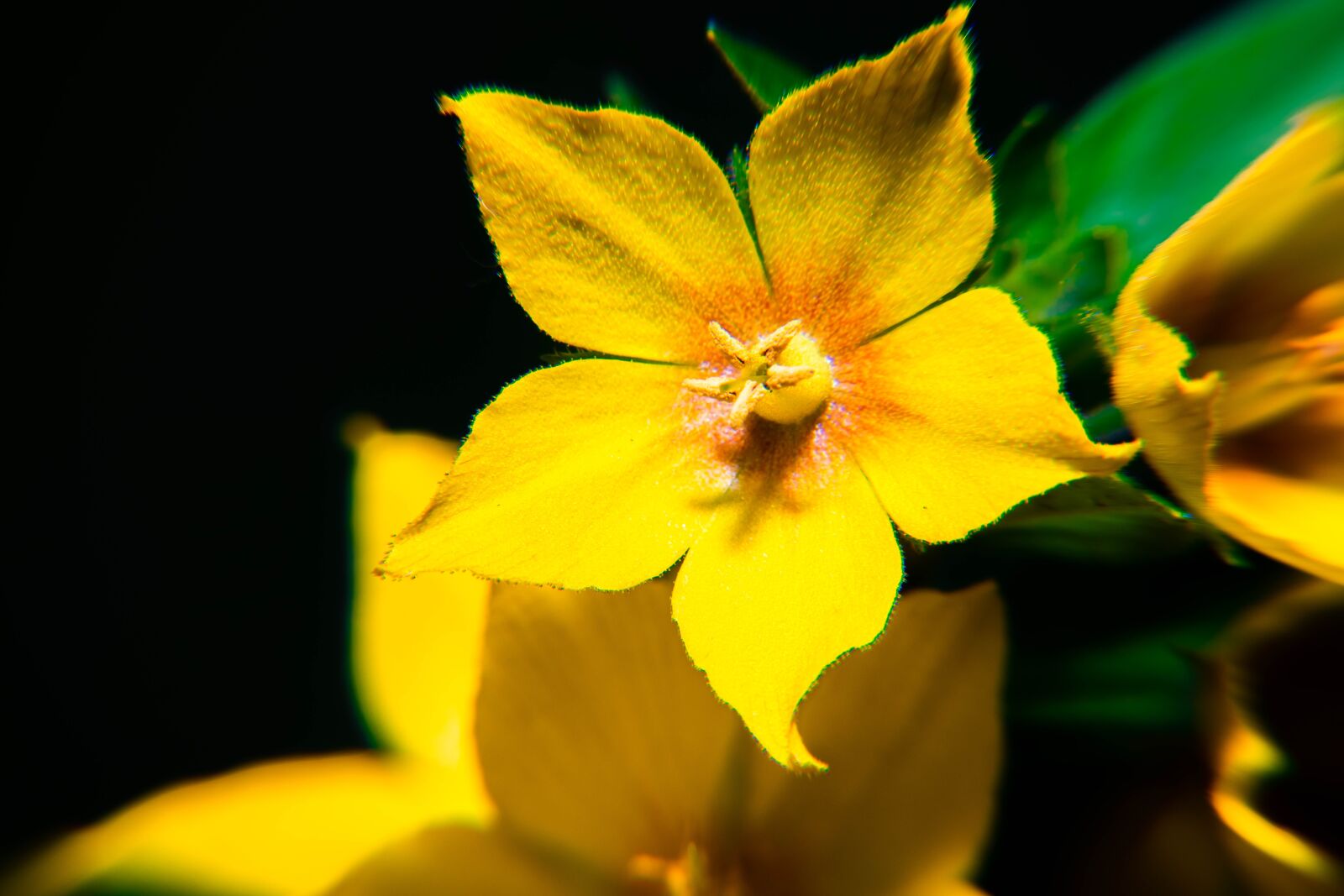 Nikon D850 sample photo. Spring, pollen, yellow photography