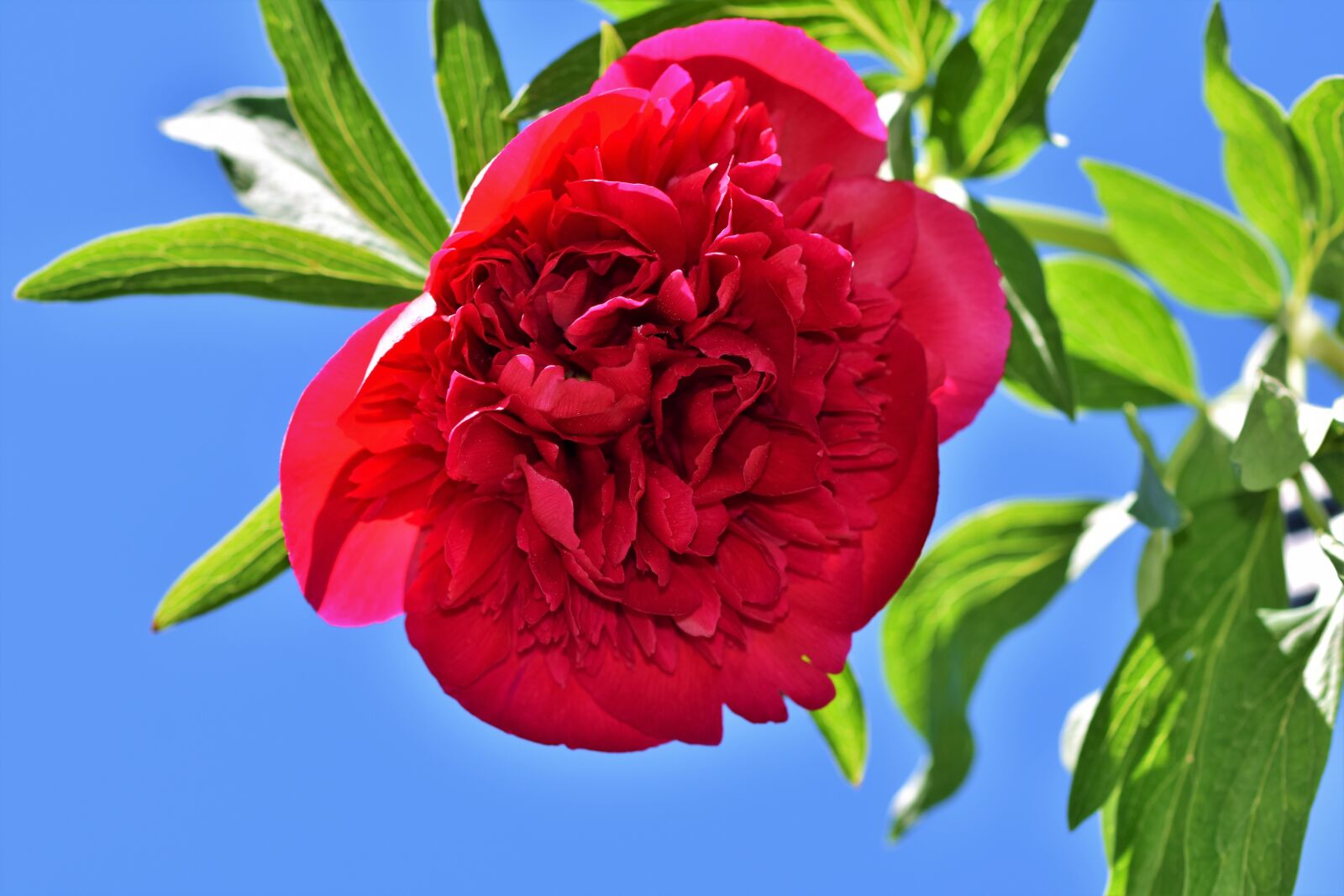 Nikon D7200 sample photo. Peony, rose, pentecost photography