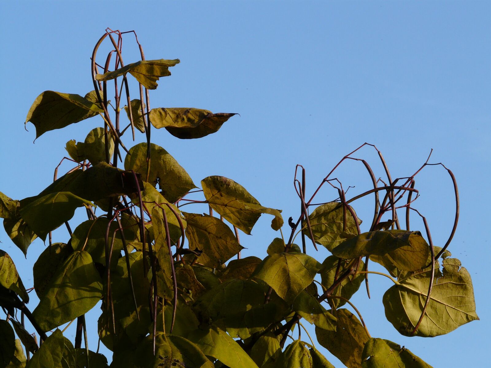 Panasonic DMC-FZ18 sample photo. Catalpa, pods, light green photography