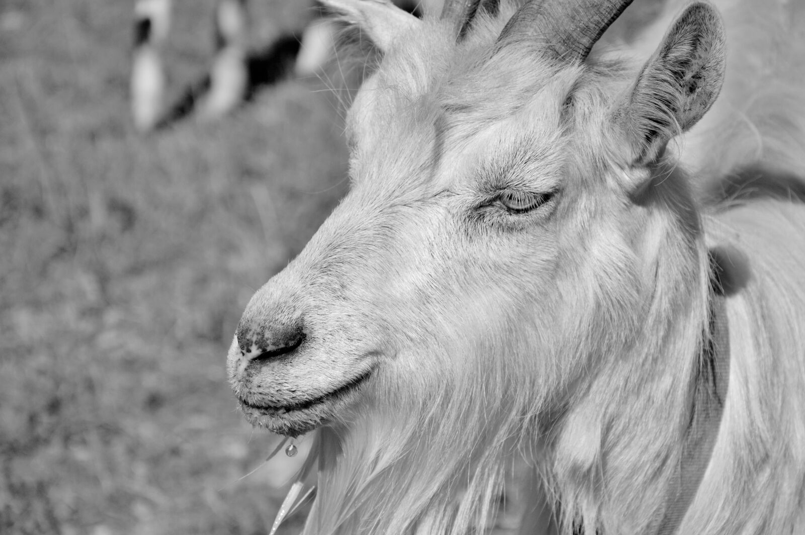 Nikon D3200 sample photo. Billy goat, goat, bock photography