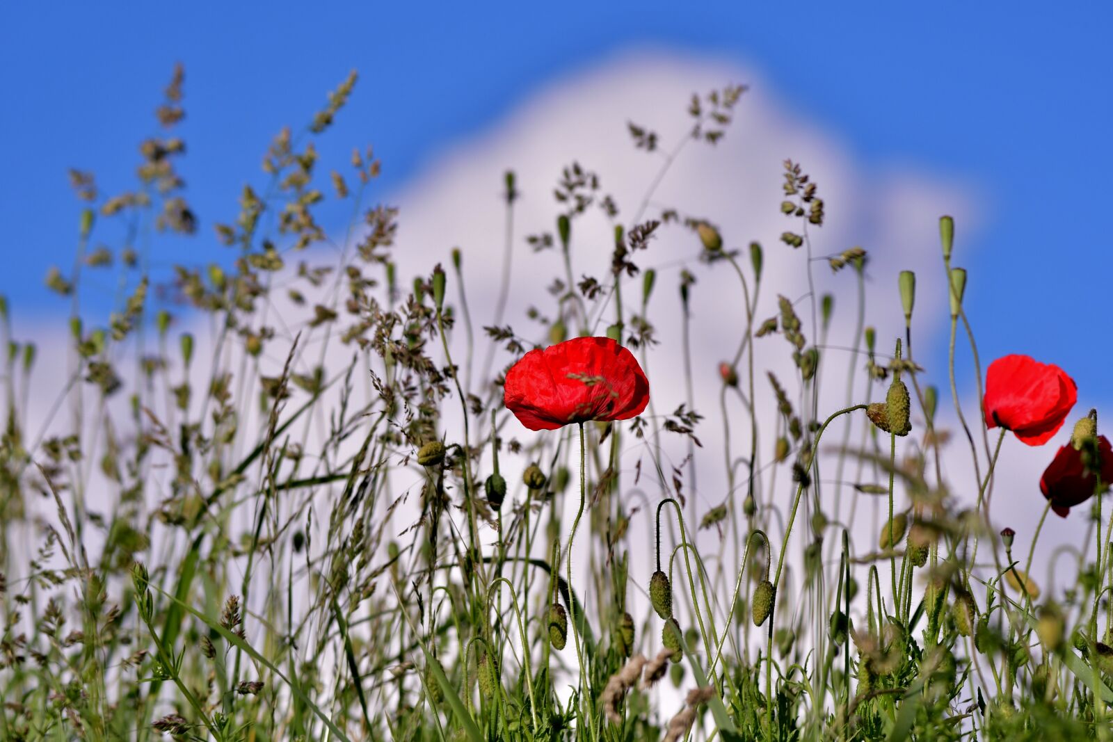 Nikon D500 sample photo. Poppies, clouds, nature photography