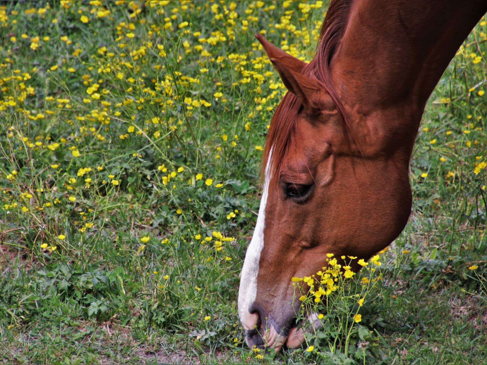 Canon EOS 80D sample photo. Horses, based, the horse photography
