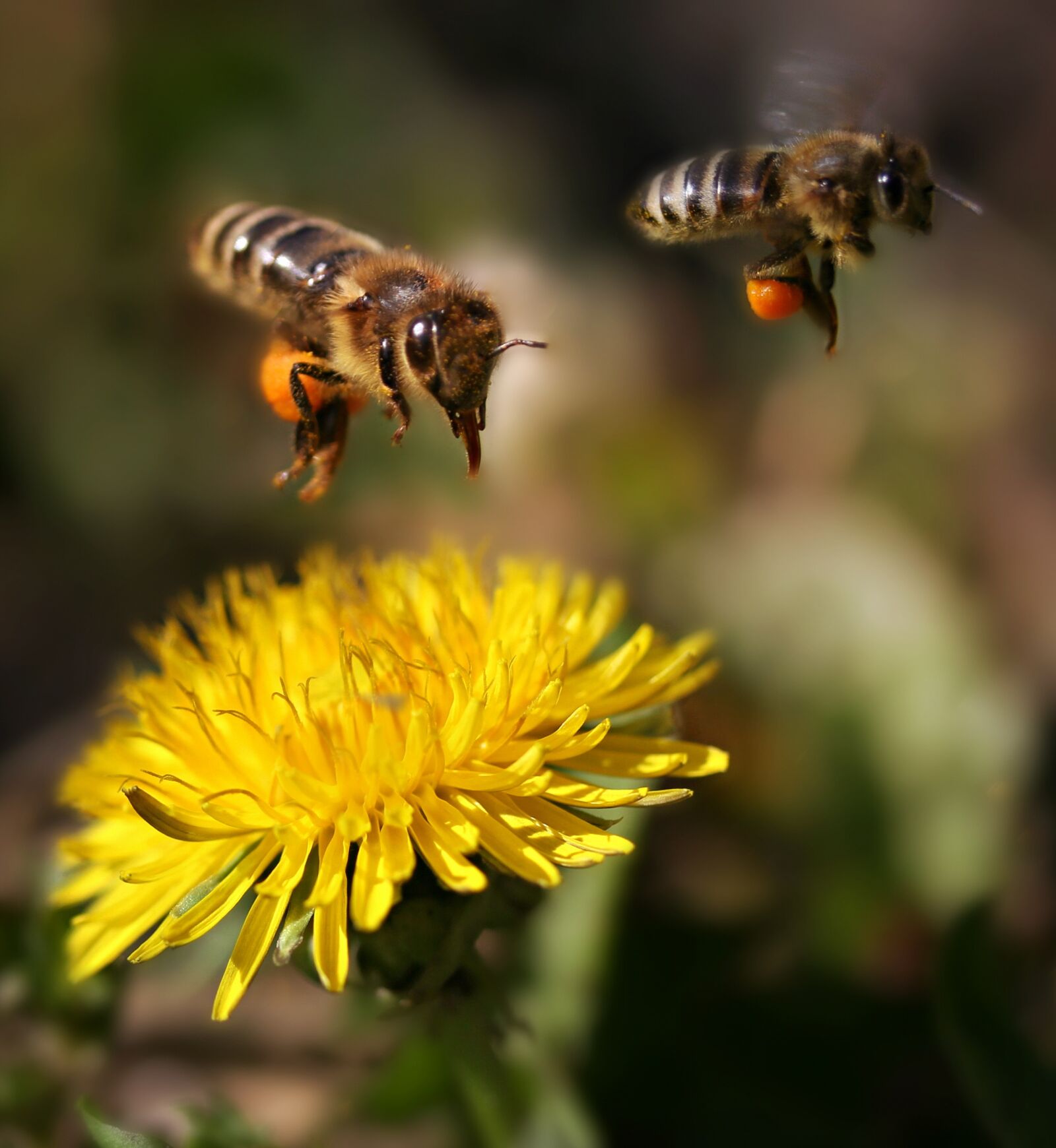 Canon EF-S 60mm F2.8 Macro USM sample photo. Bee, flight, pollination photography