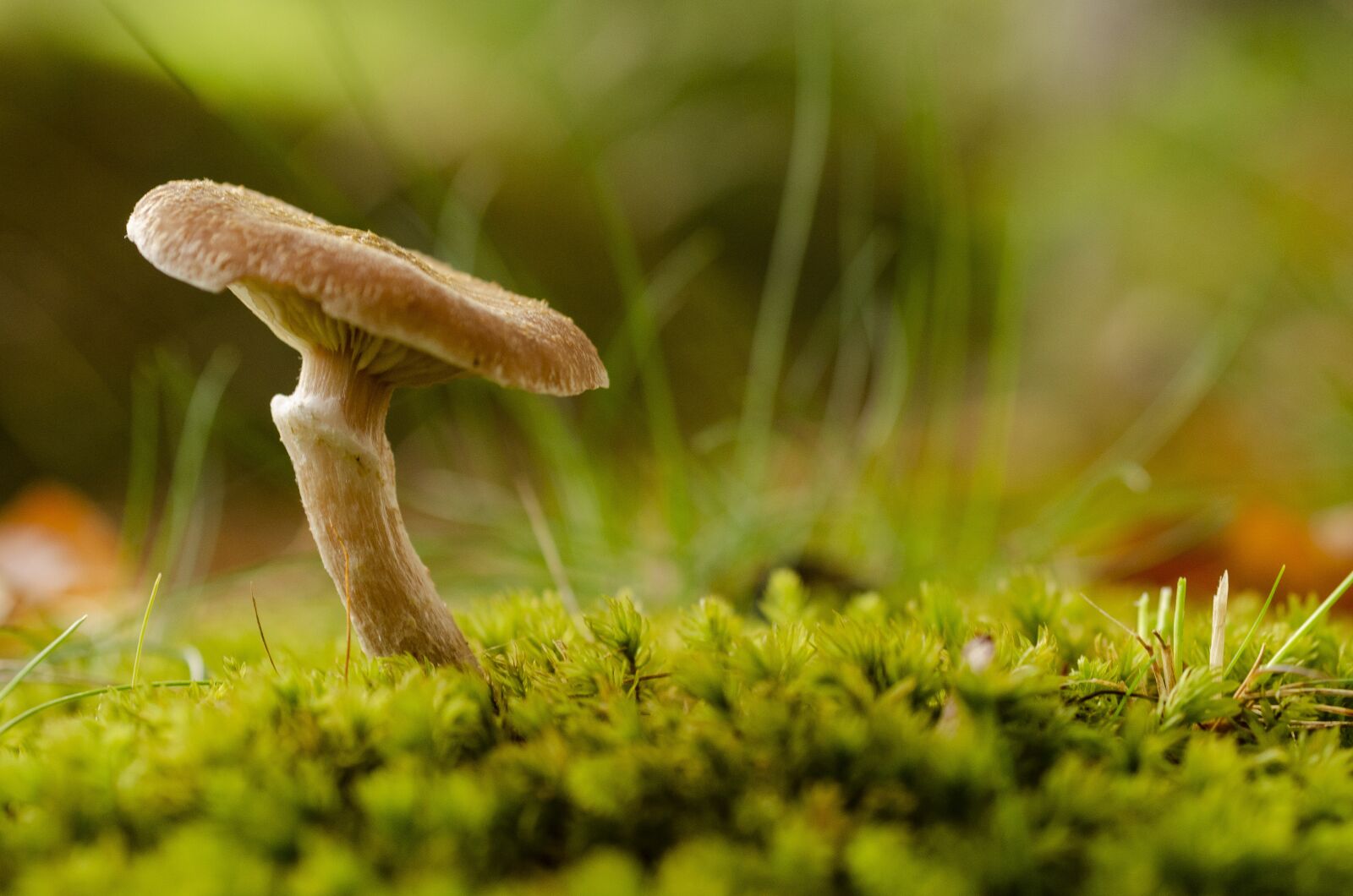 Nikon D7000 sample photo. Fungus, fall, leaf photography