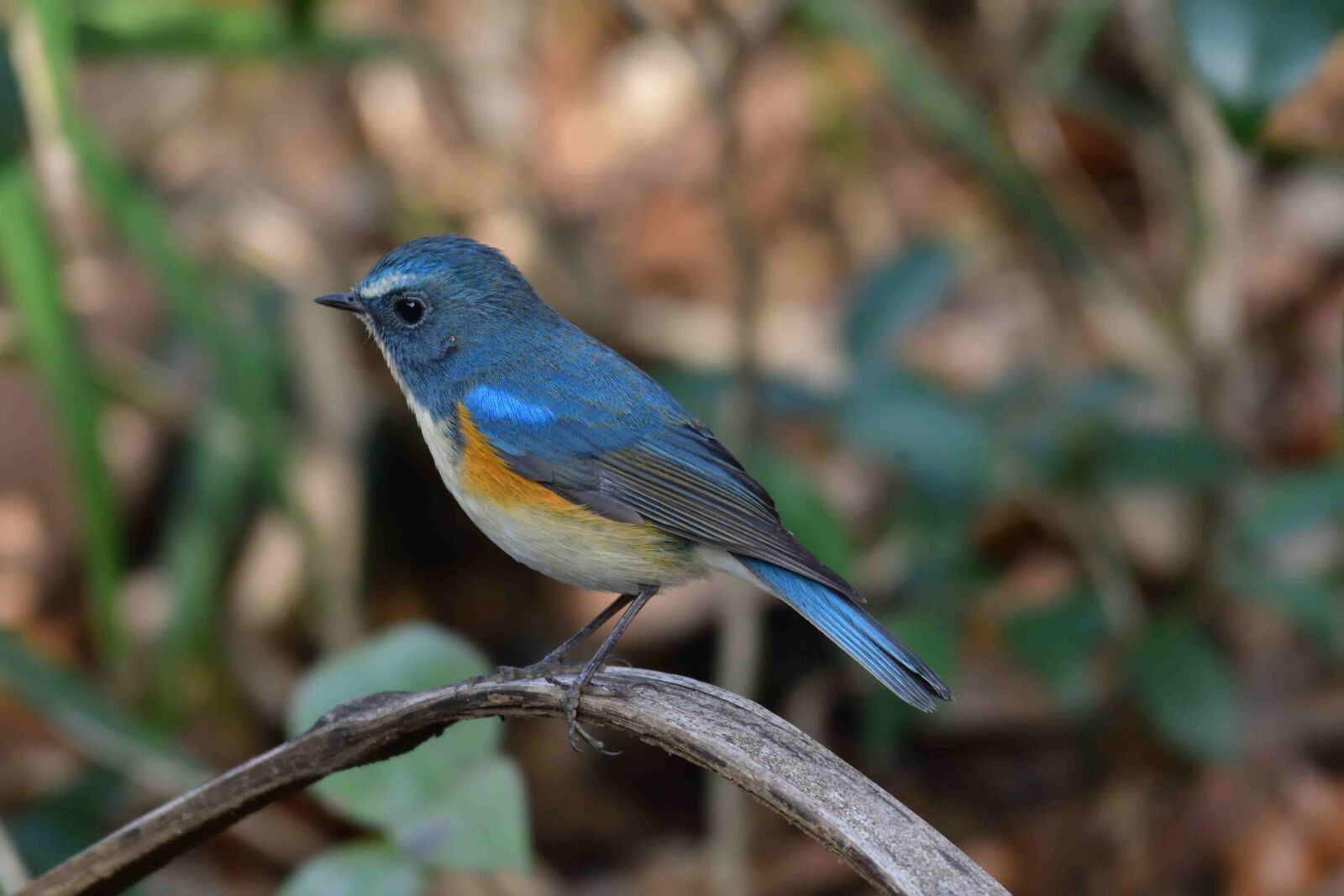 Nikon D500 sample photo. Wild animals, bird, natural photography