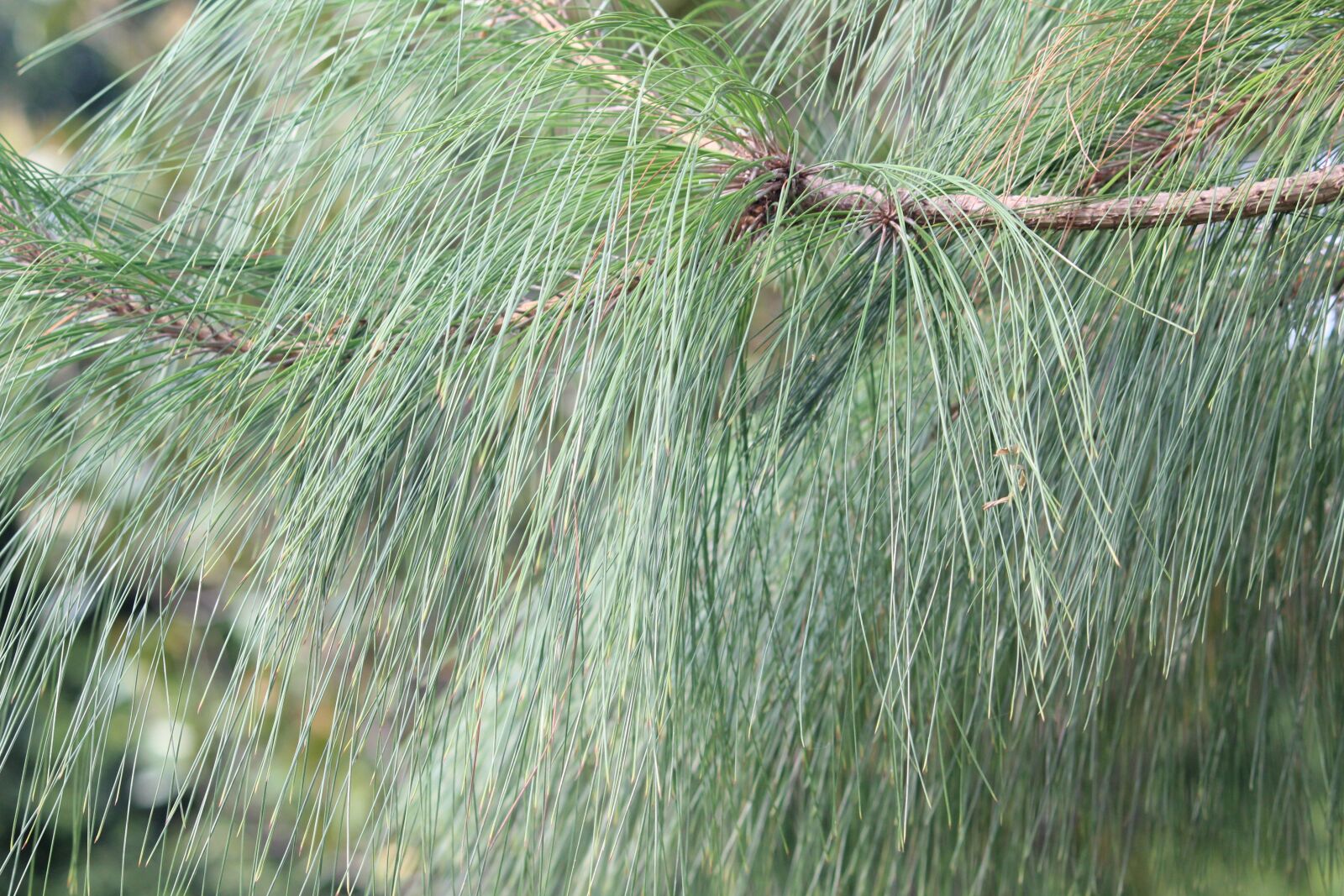 Canon EOS 1200D (EOS Rebel T5 / EOS Kiss X70 / EOS Hi) sample photo. Nature love, morning beauty photography