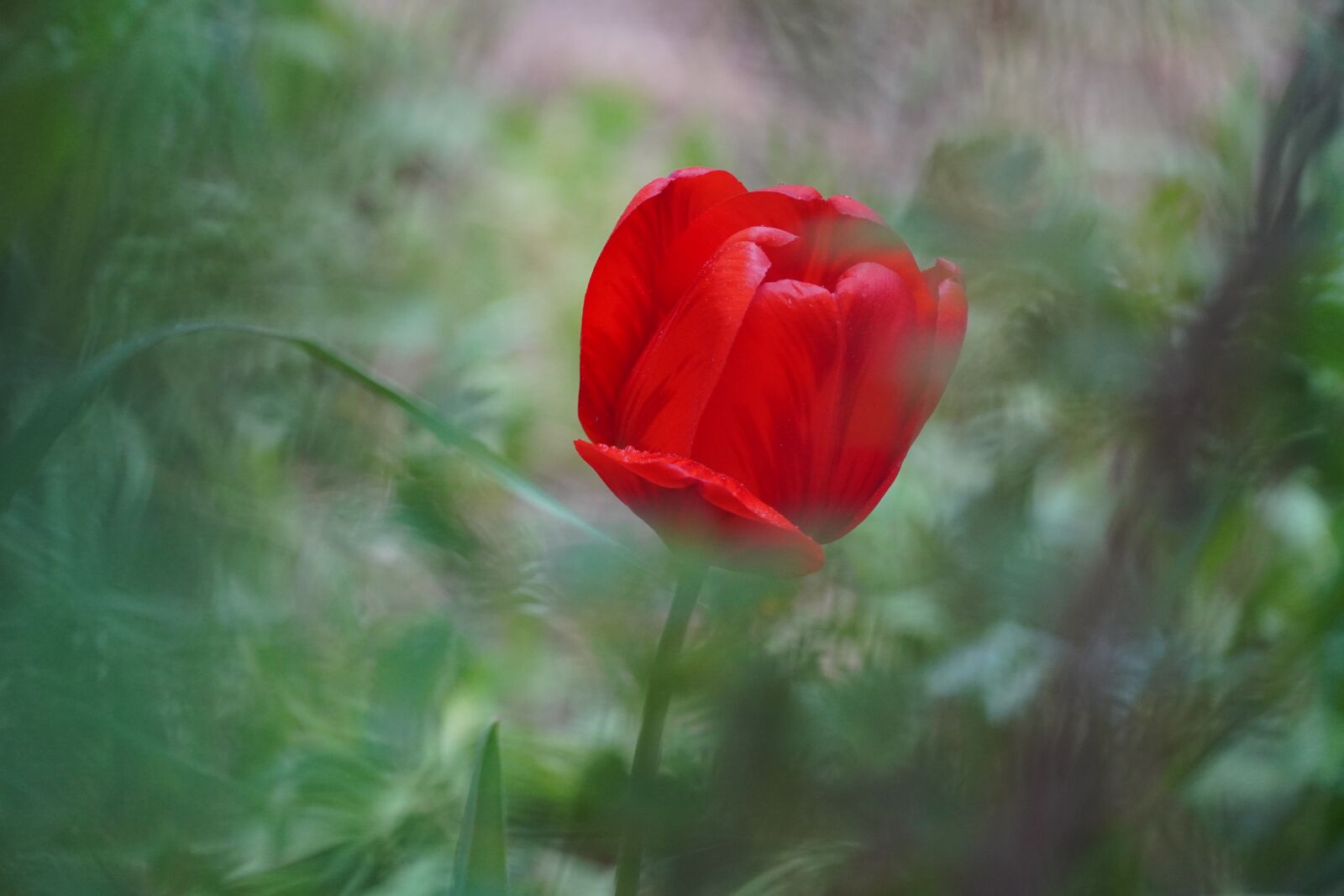 Sony a6400 sample photo. Red tulip, tulip, spring photography