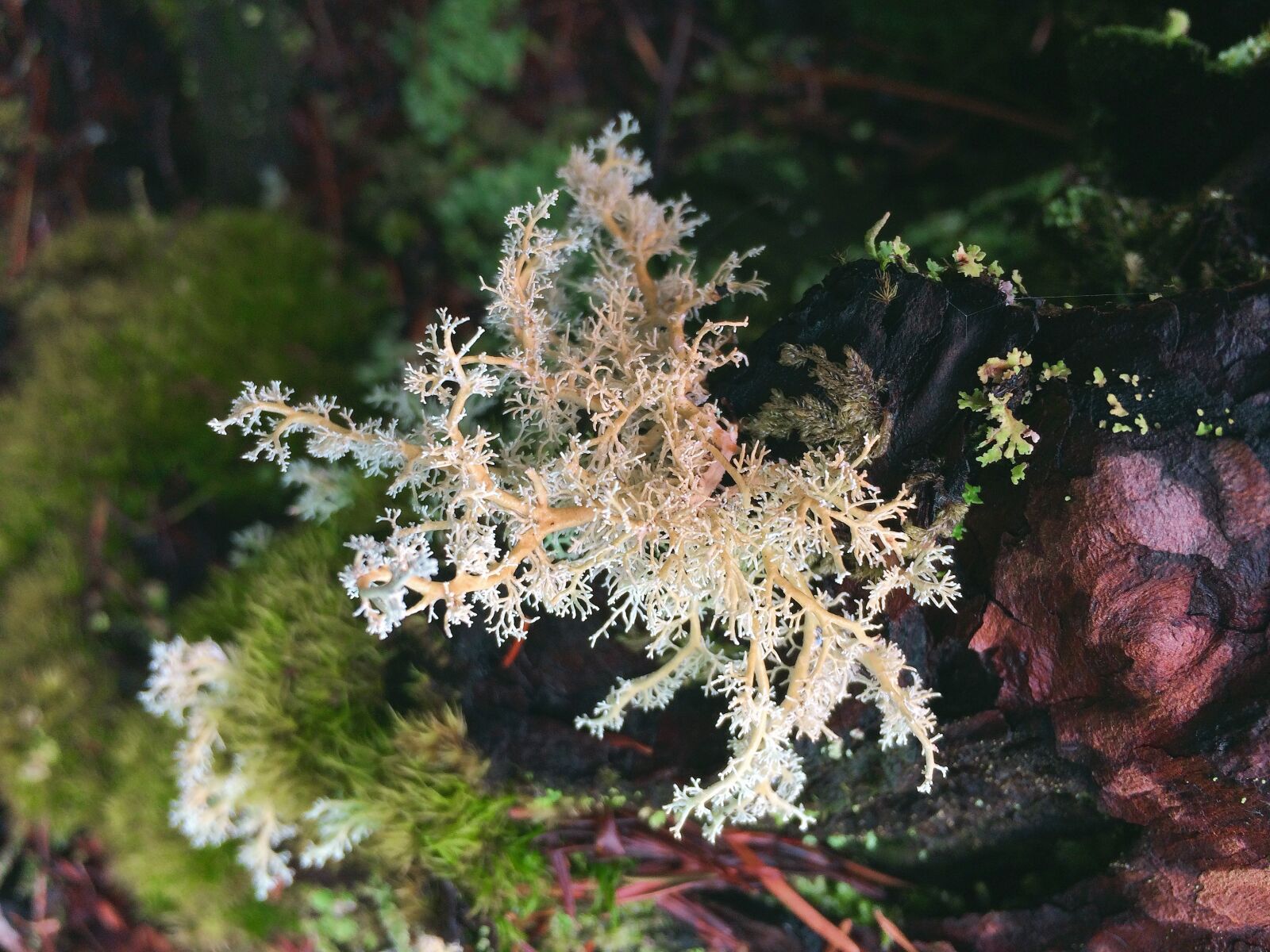 Apple iPhone 5s sample photo. Lichens, nature, moss photography