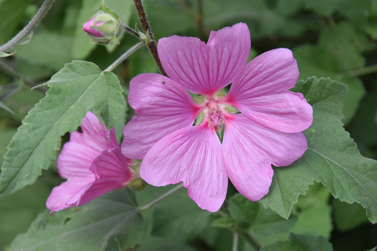 Nikon D5500 sample photo. Flower, pink flower, blossom photography