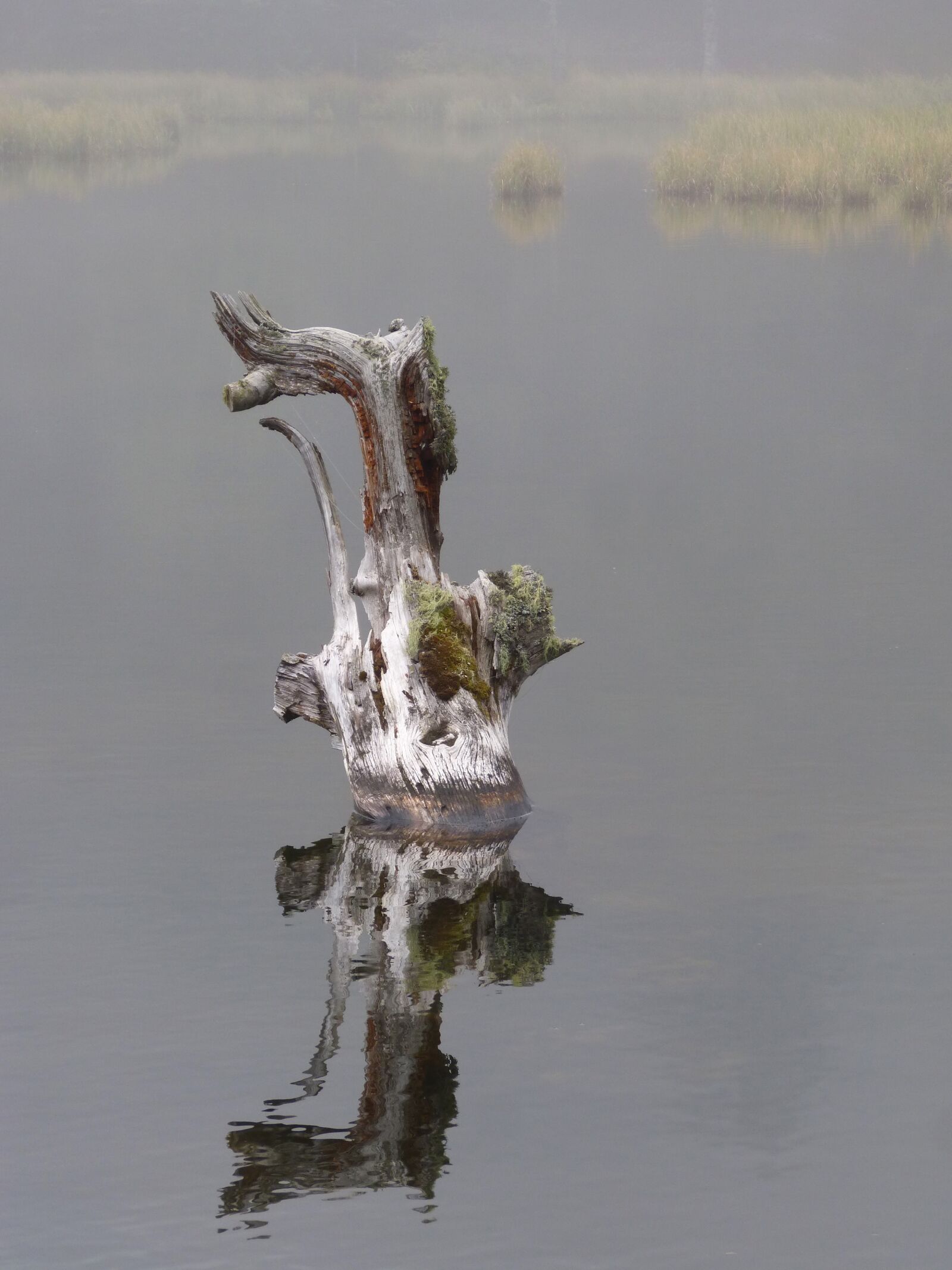 Panasonic DMC-FZ62 sample photo. Water, fog, dead tree photography