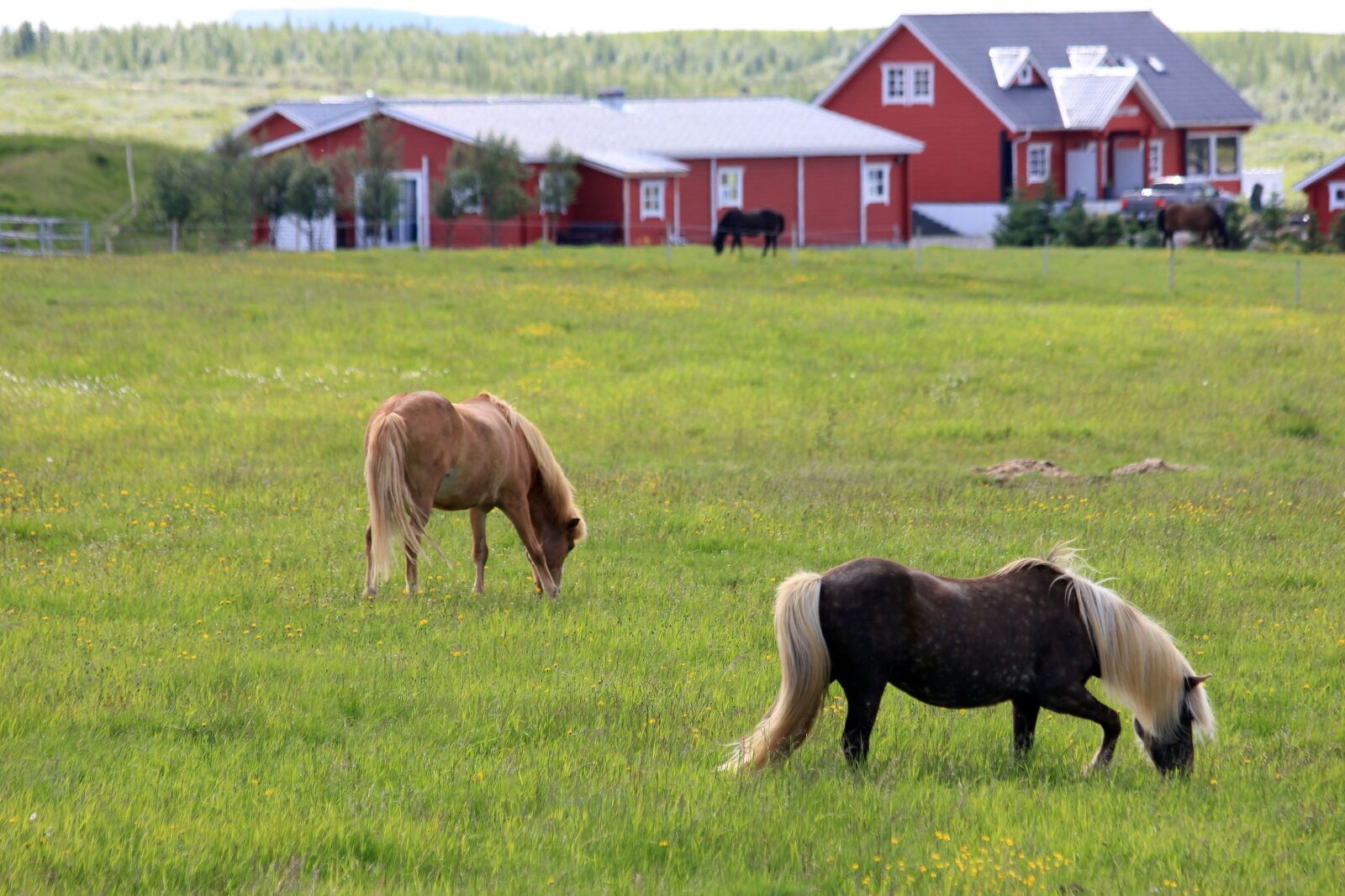 Canon EOS 550D (EOS Rebel T2i / EOS Kiss X4) sample photo. Horse, horses, green photography