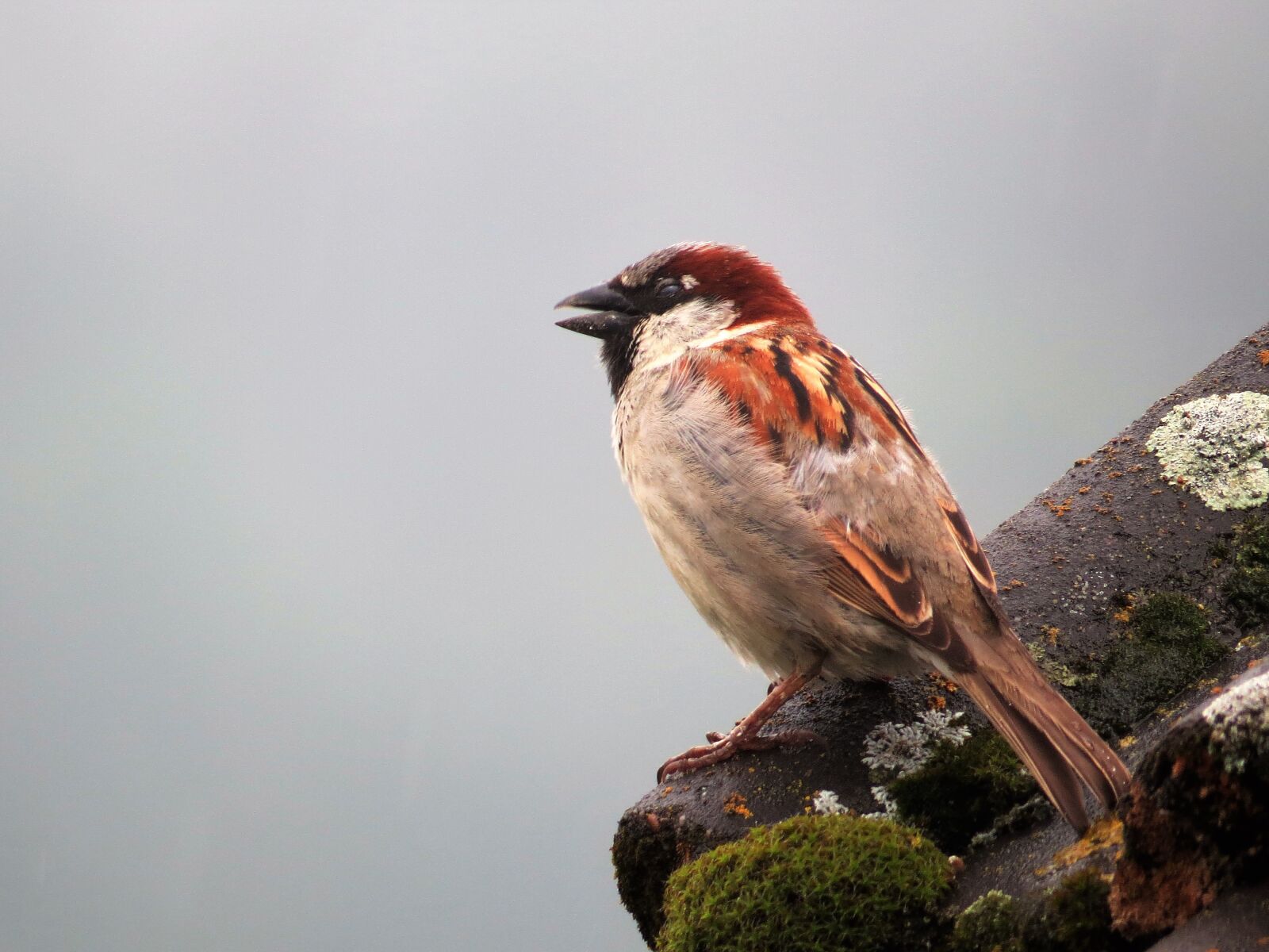 Canon PowerShot SX50 HS sample photo. Small, bird photography