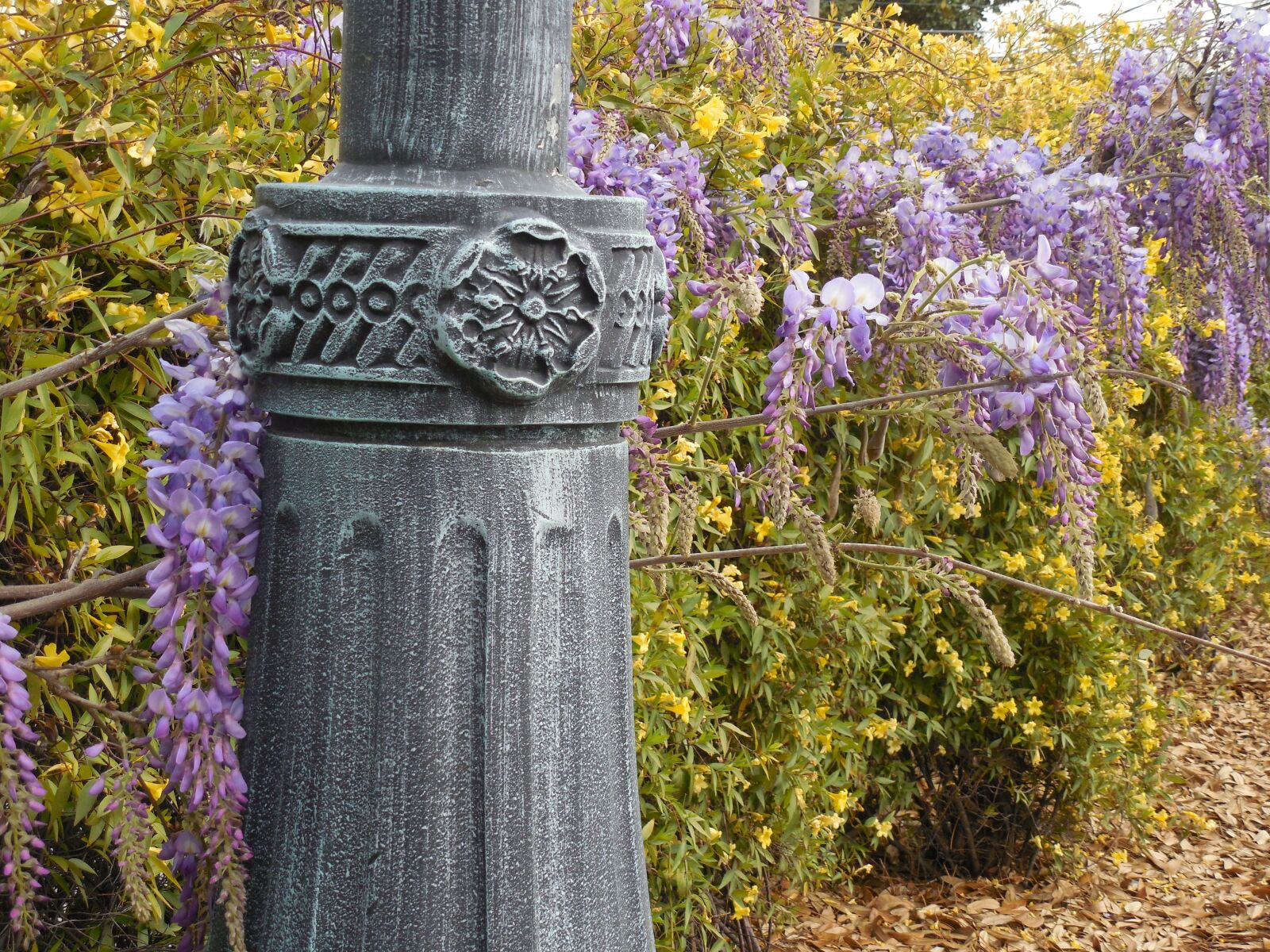 Nikon COOLPIX L620 sample photo. Wisteria, bloom, purple photography