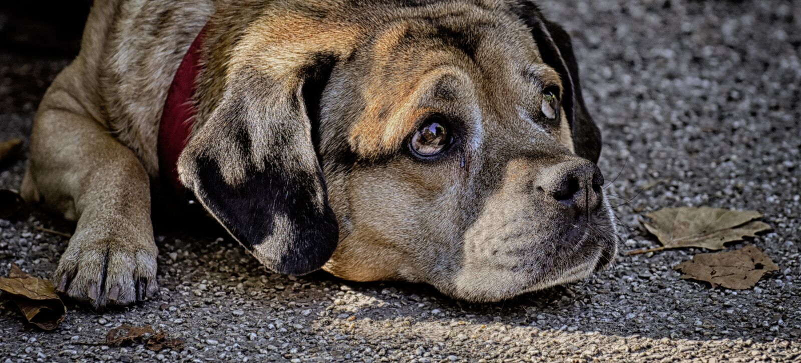 Nikon D7200 sample photo. Dog, pet, quadruped photography