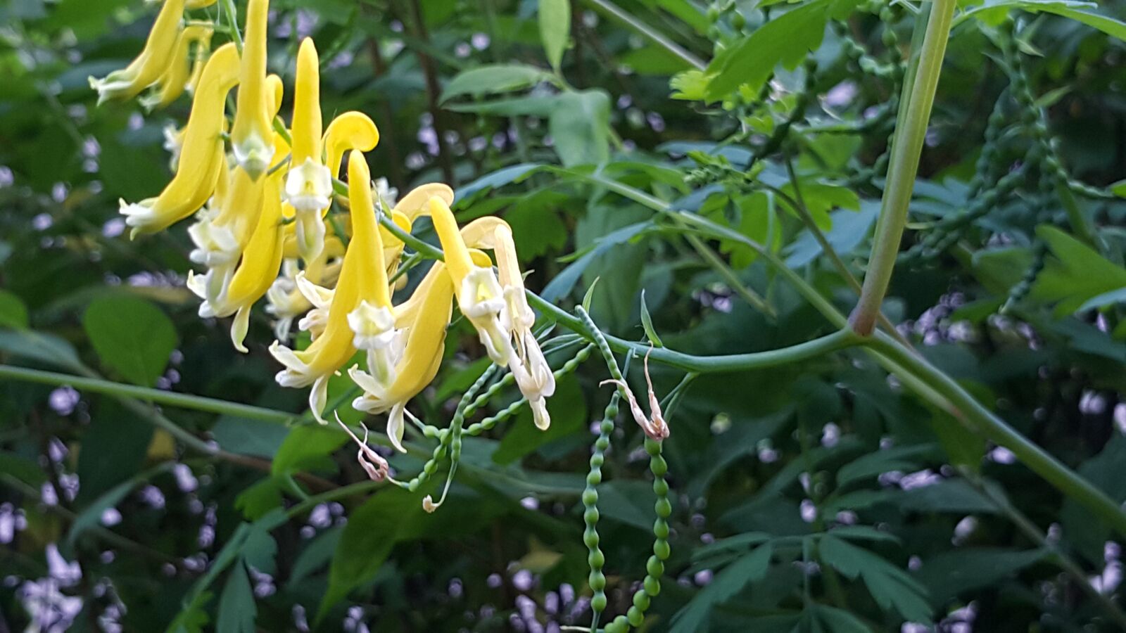 Samsung Galaxy Note4 sample photo. Flowers, yellow flower, wildflower photography
