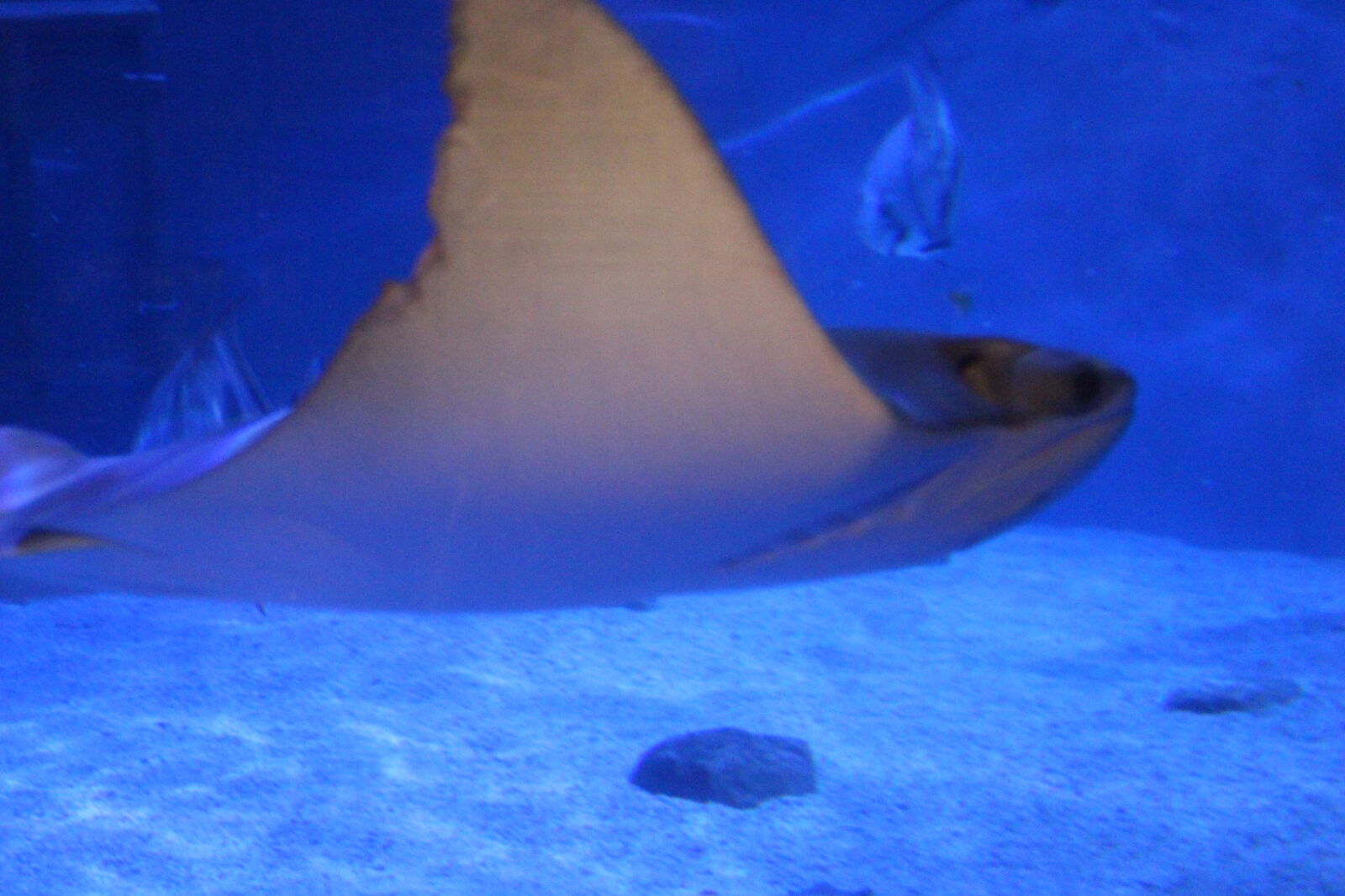 Canon EOS 700D (EOS Rebel T5i / EOS Kiss X7i) sample photo. Colorful, fish, pretty, shark photography