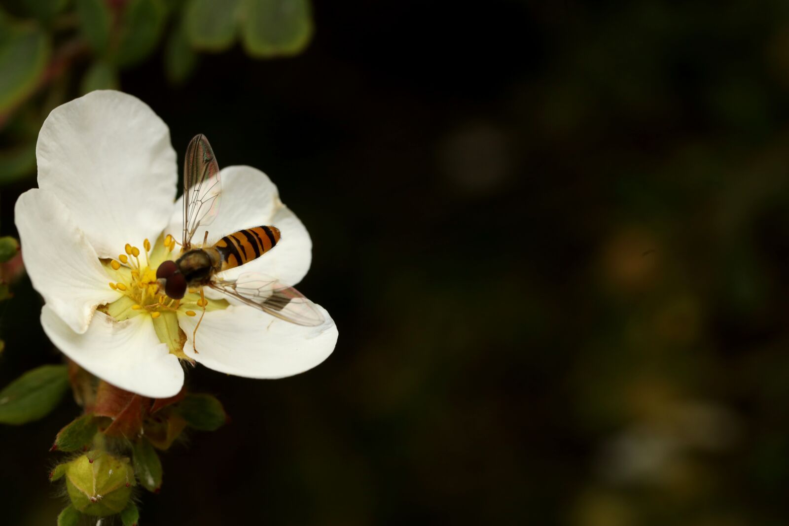 Canon EF 100mm F2.8L Macro IS USM sample photo. Wasp, insect, bee photography