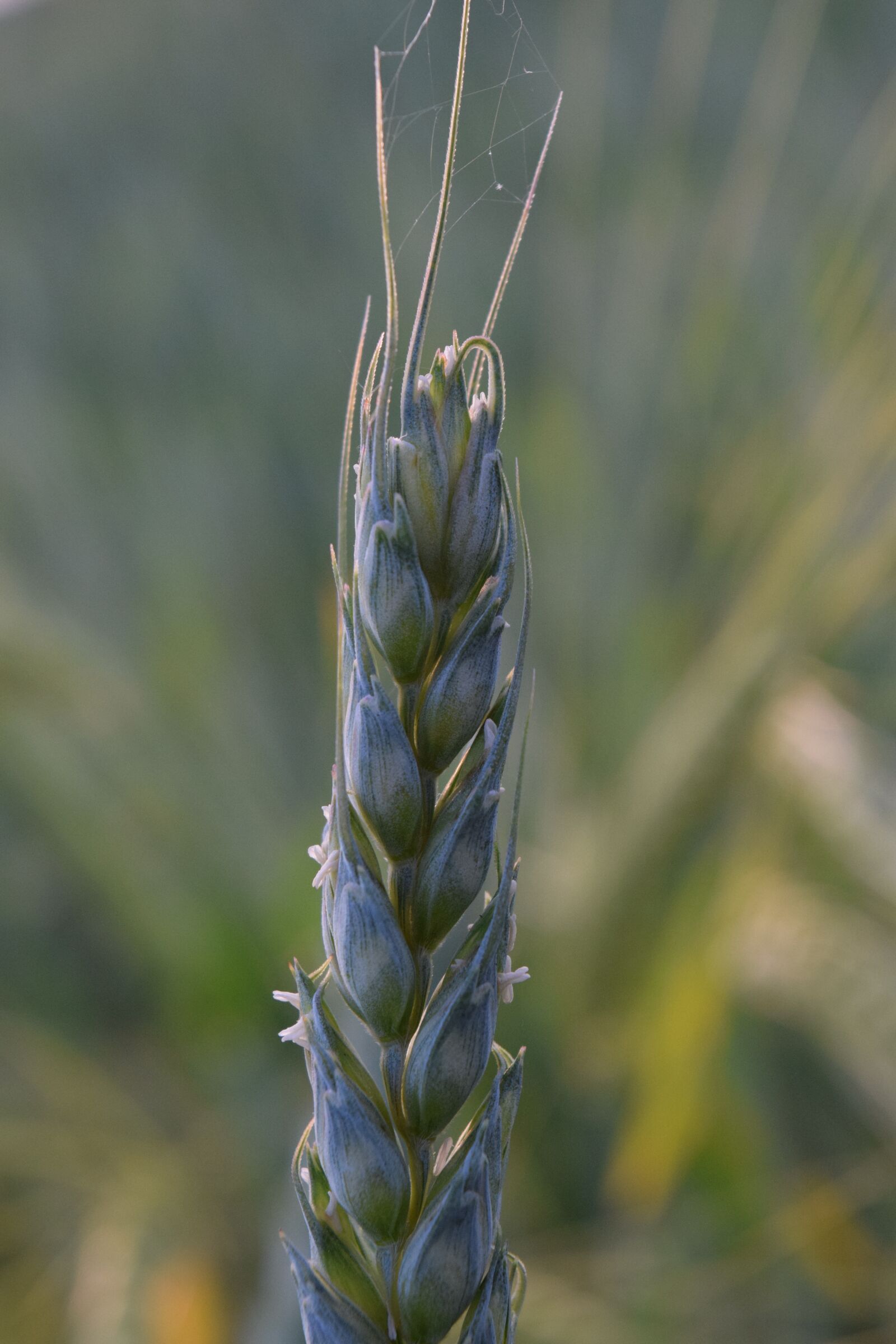 Nikon D3300 sample photo. Wheat, green wheat, grain photography