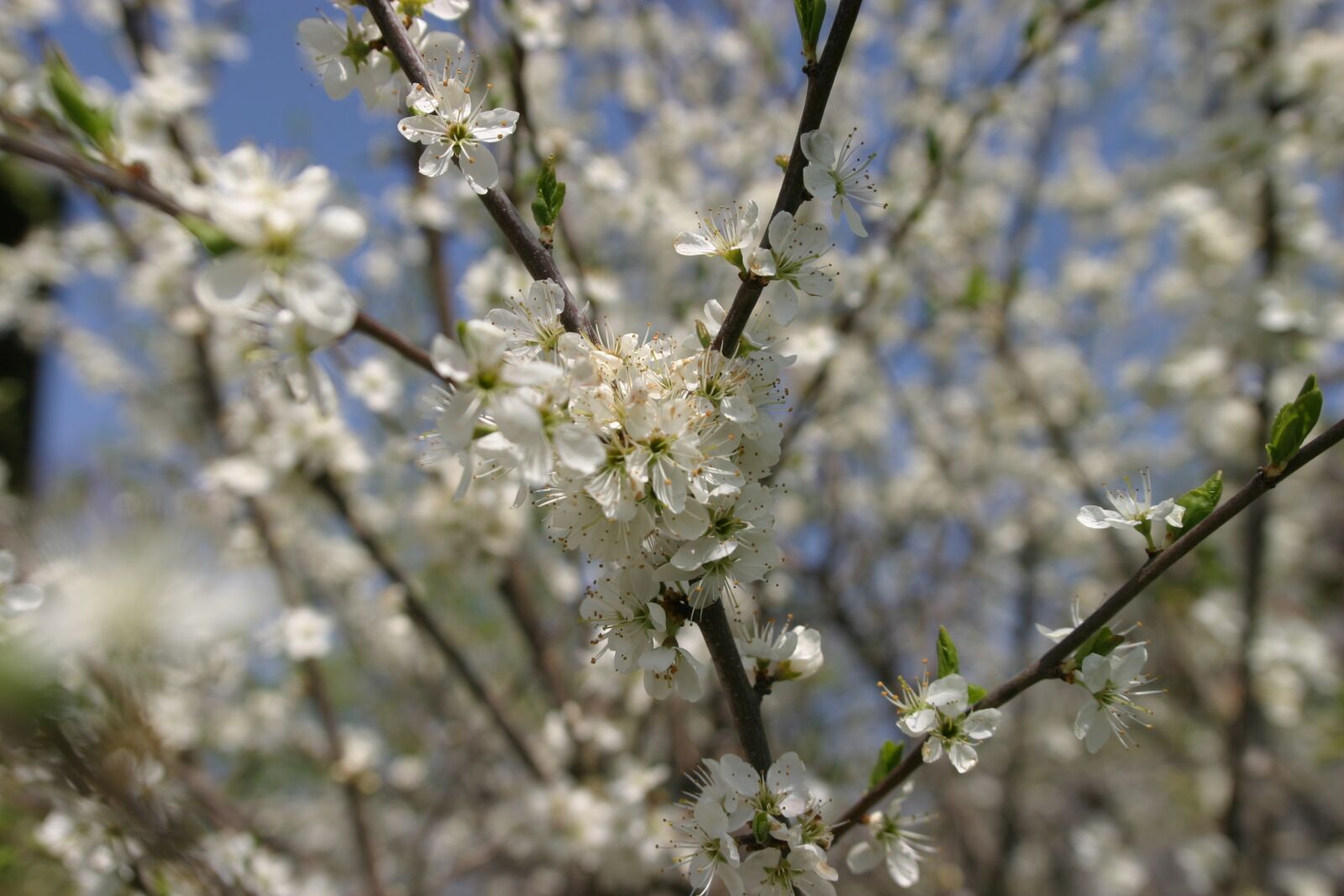Canon EOS 10D sample photo. Blossom, bloom, spring photography
