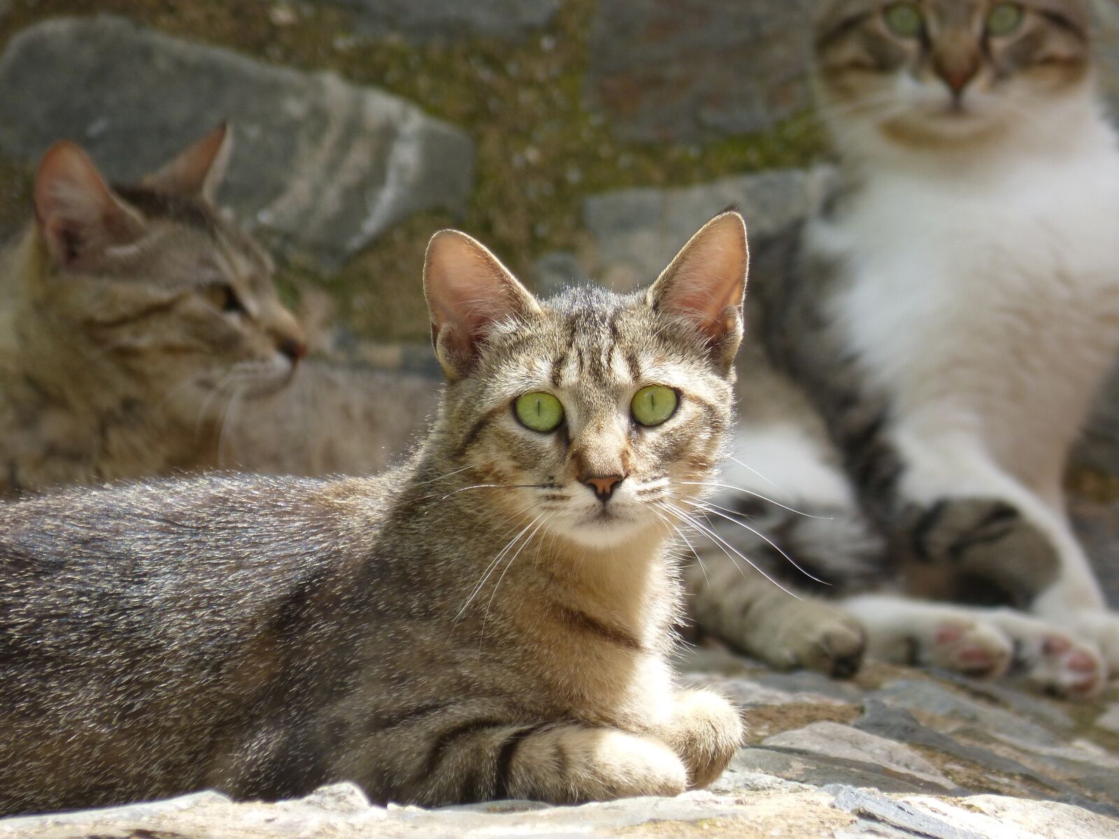 Panasonic DMC-FZ62 sample photo. Cats, housecat, look photography