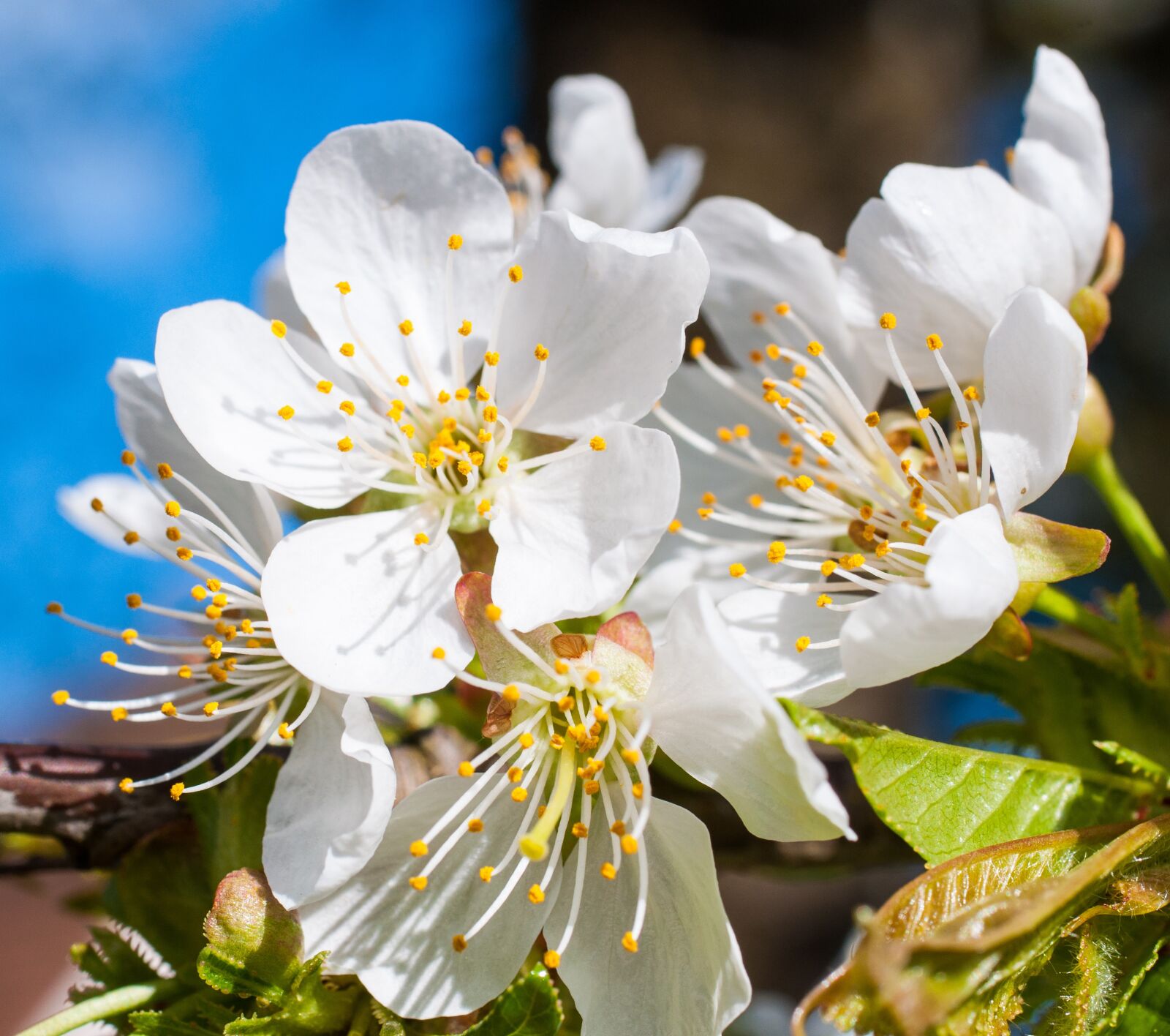Nikon D90 sample photo. Cherry blossom, spring, white photography