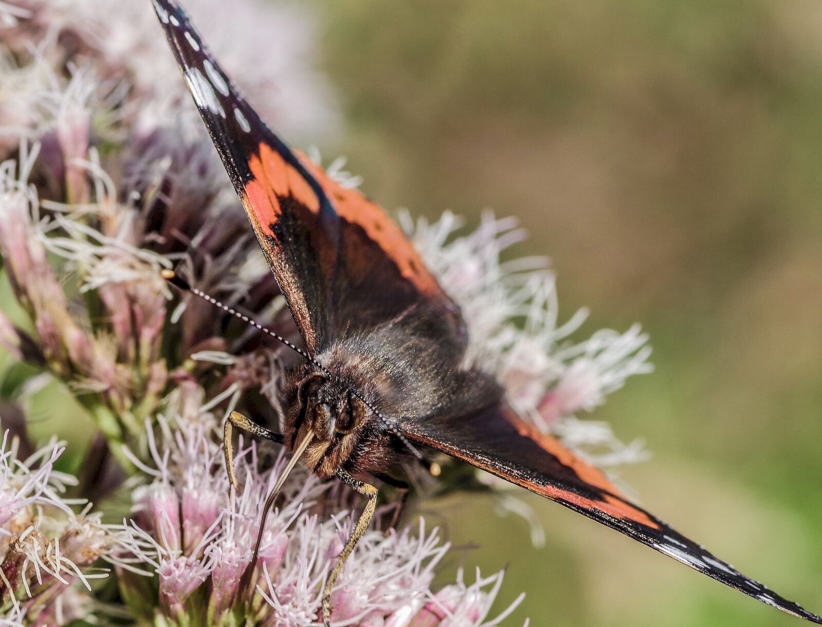 Pentax smc D-FA 100mm F2.8 Macro WR sample photo. Butterfly, black, orange photography