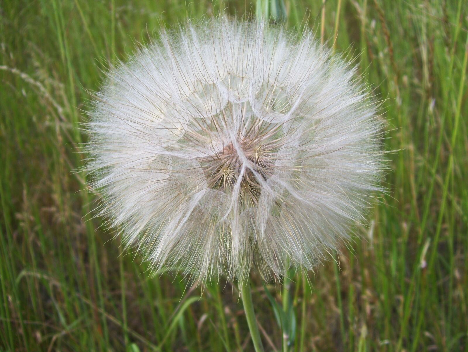 Kodak EASYSHARE C653 ZOOM DIGITAL CAMERA sample photo. Dandelion, sonchus oleraceus, vulgaris photography
