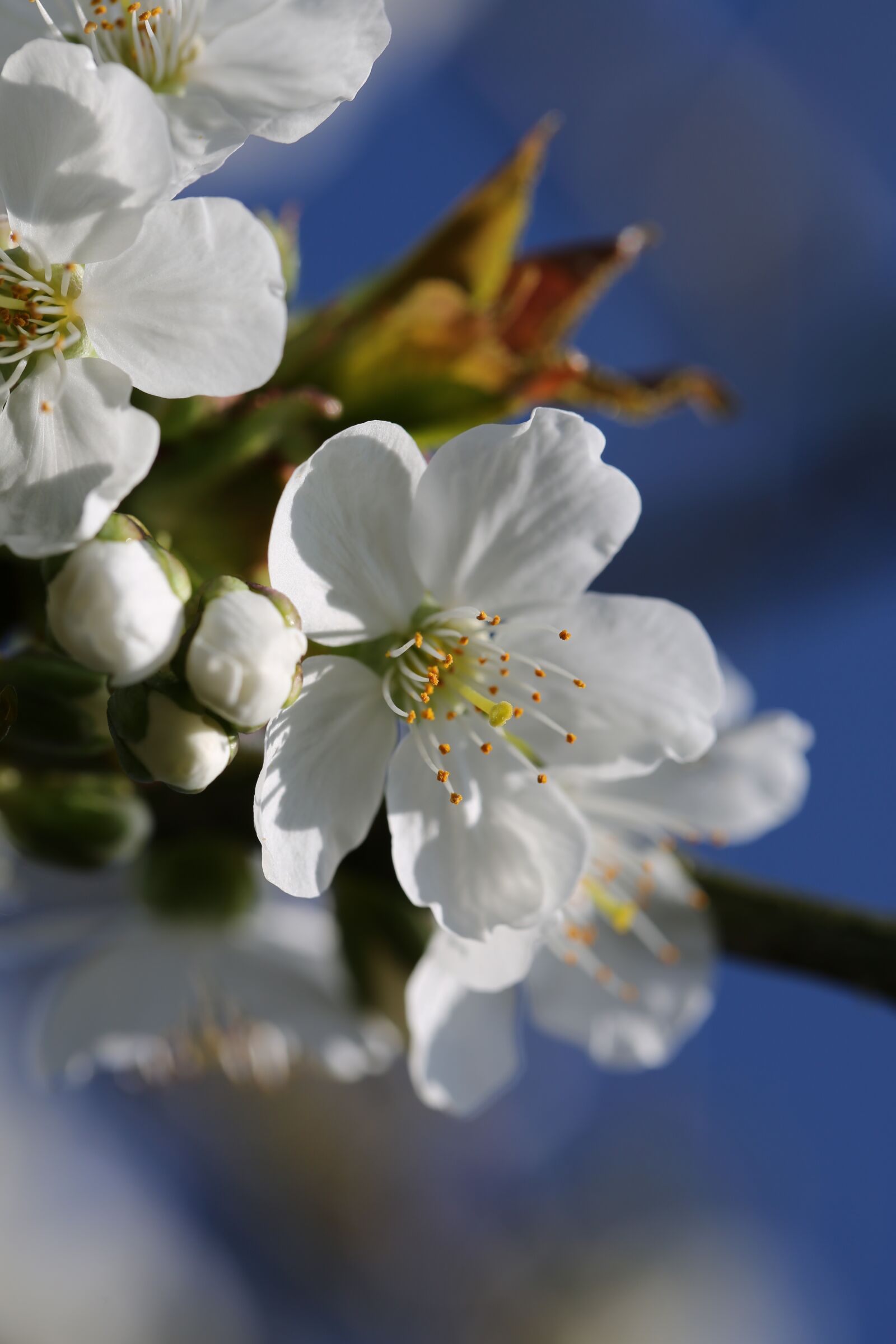 Canon EF 100mm F2.8L Macro IS USM sample photo. Blossom, bloom, cherry blossom photography