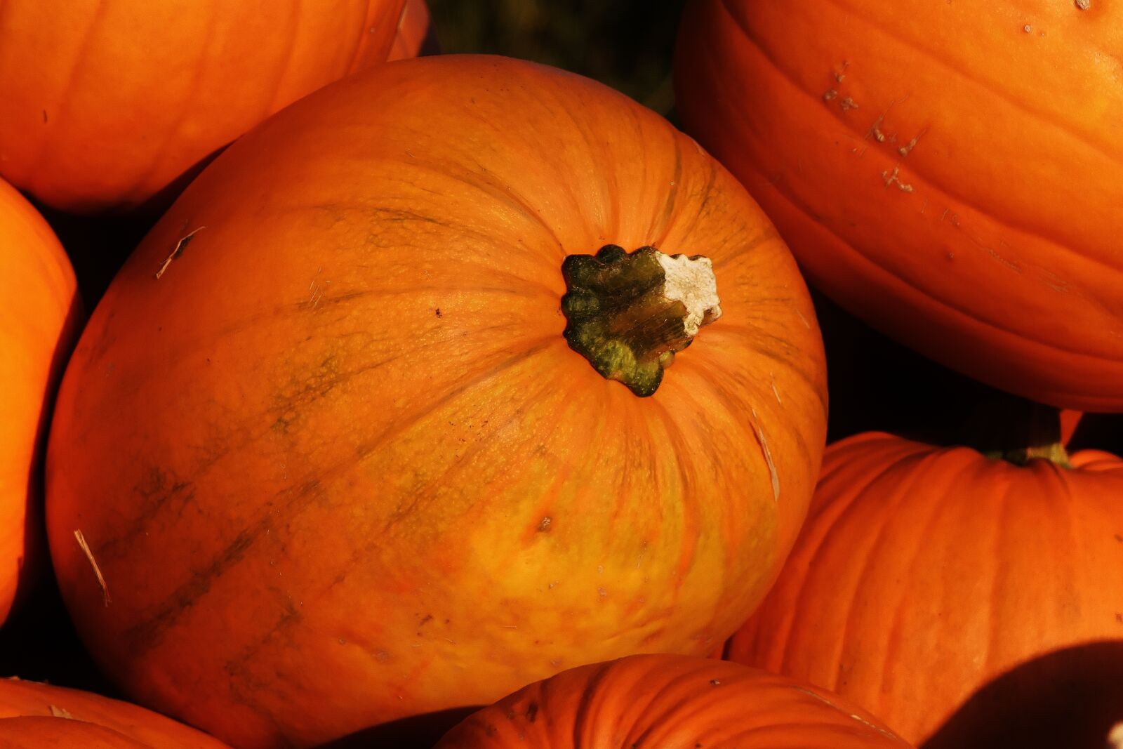 Nikon D7200 sample photo. Pumpkins, autumn, autumn decoration photography