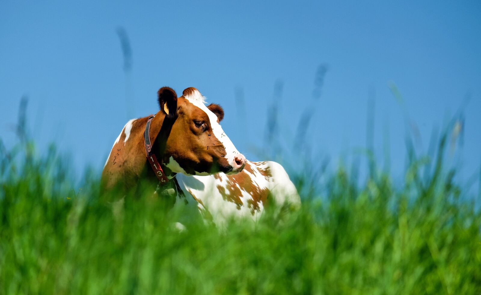 Fujifilm X-T10 + Fujifilm XC 50-230mm F4.5-6.7 OIS sample photo. Cow, animal, brown white photography