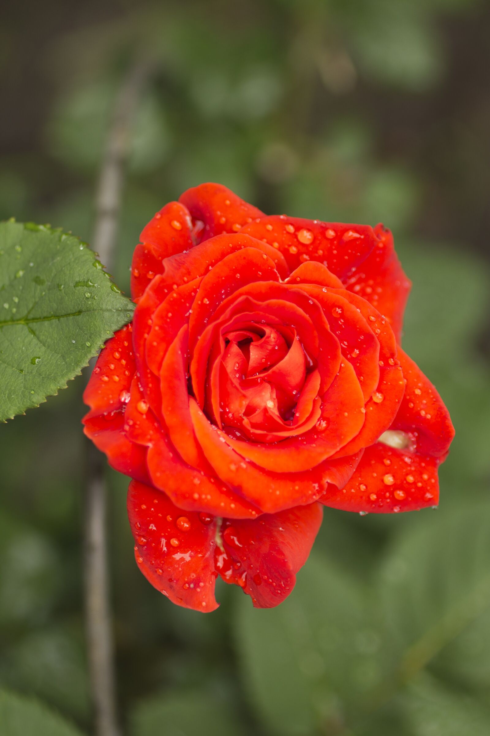 Canon EOS 600D (Rebel EOS T3i / EOS Kiss X5) + Canon EF 50mm F2.5 Macro sample photo. Beautiful, red, rose photography