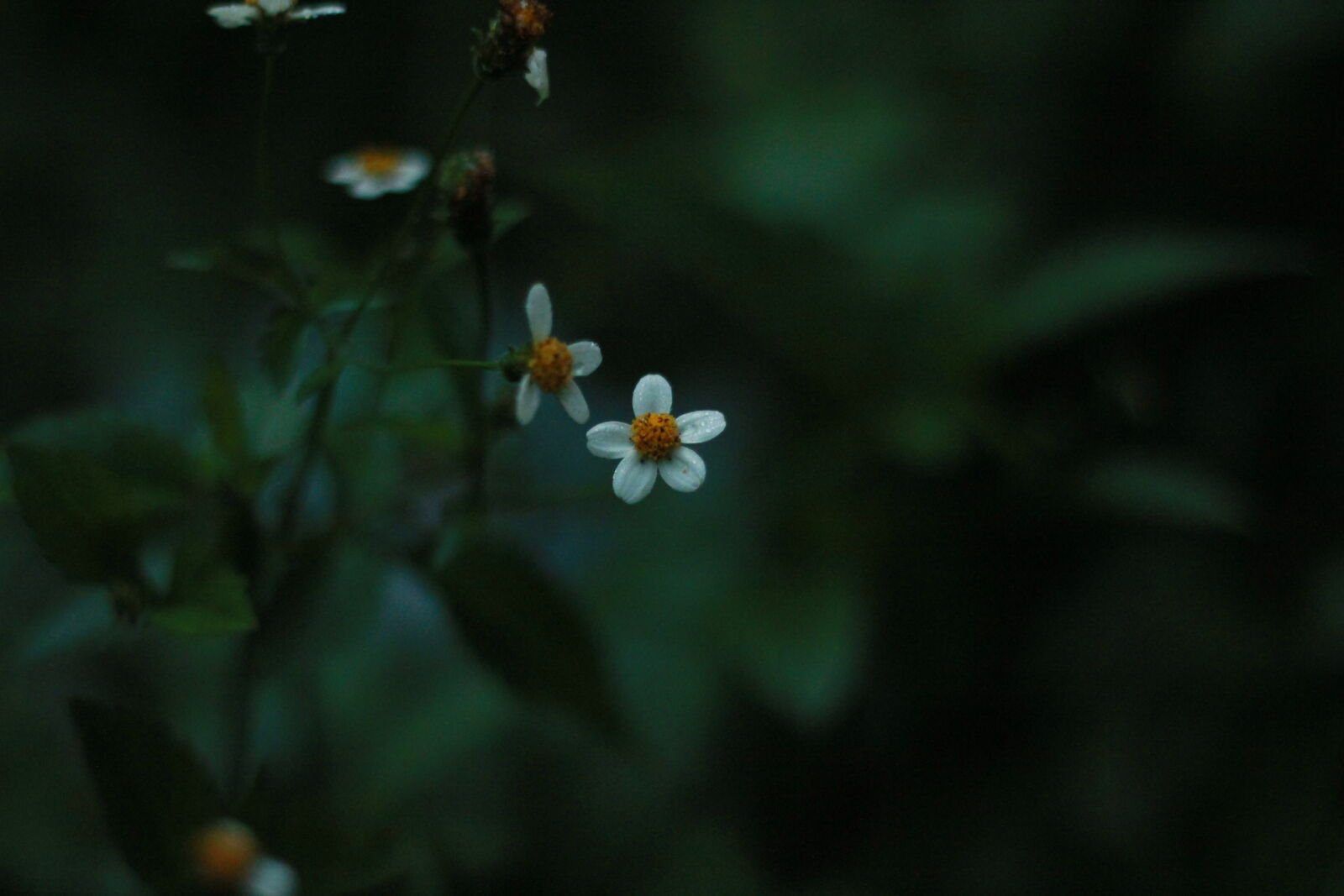 Canon EF 50mm F1.8 II sample photo