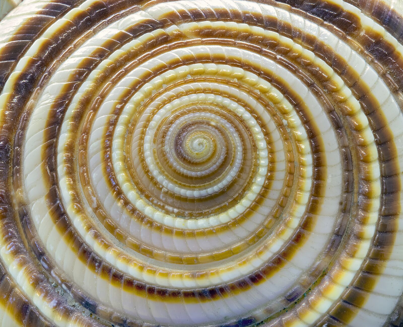 Canon EOS 800D (EOS Rebel T7i / EOS Kiss X9i) sample photo. Seashell, spiral, close photography